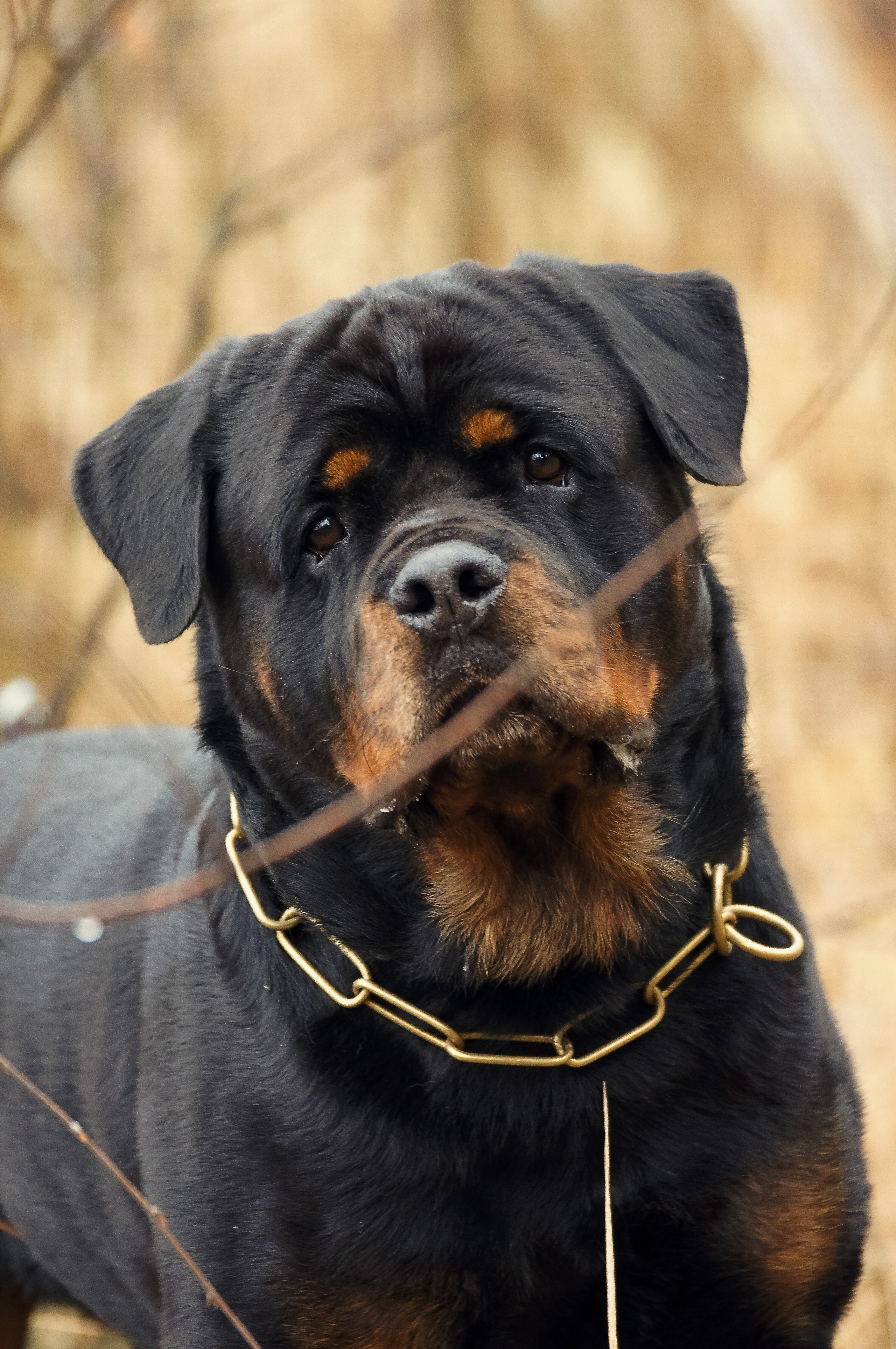 Собаки. Фотограф-анималист Нижний Новгород