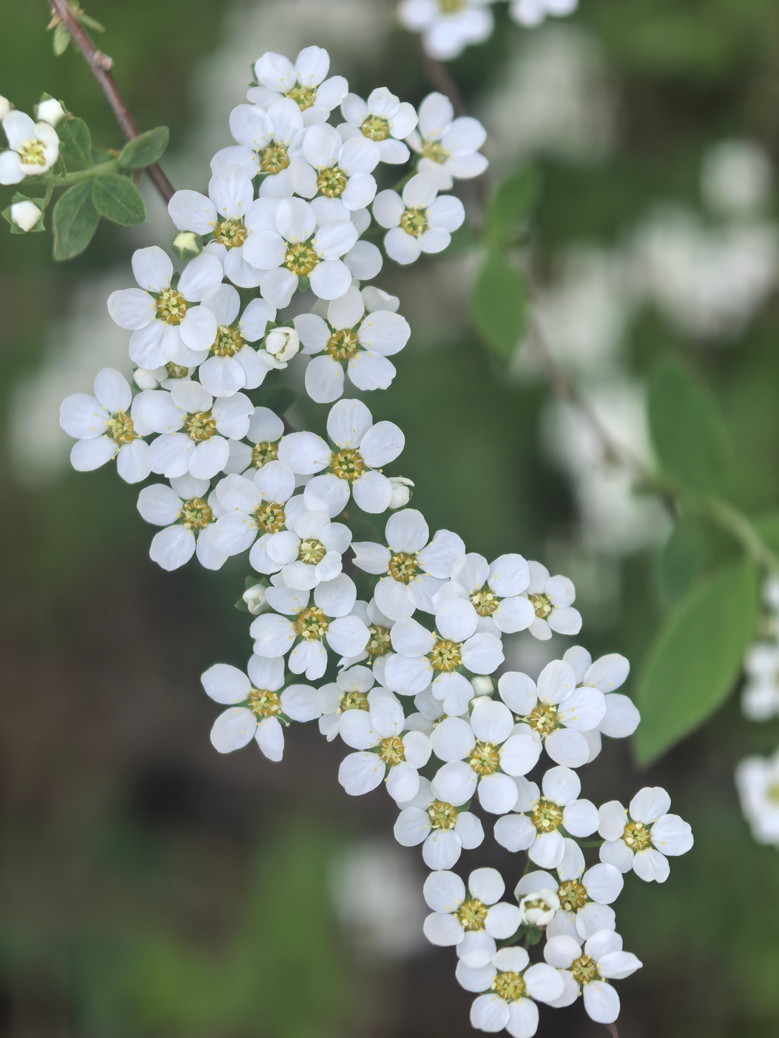 ПочтиМАКРО. Школьные выпускные альбомы в Москве Марина Николаева