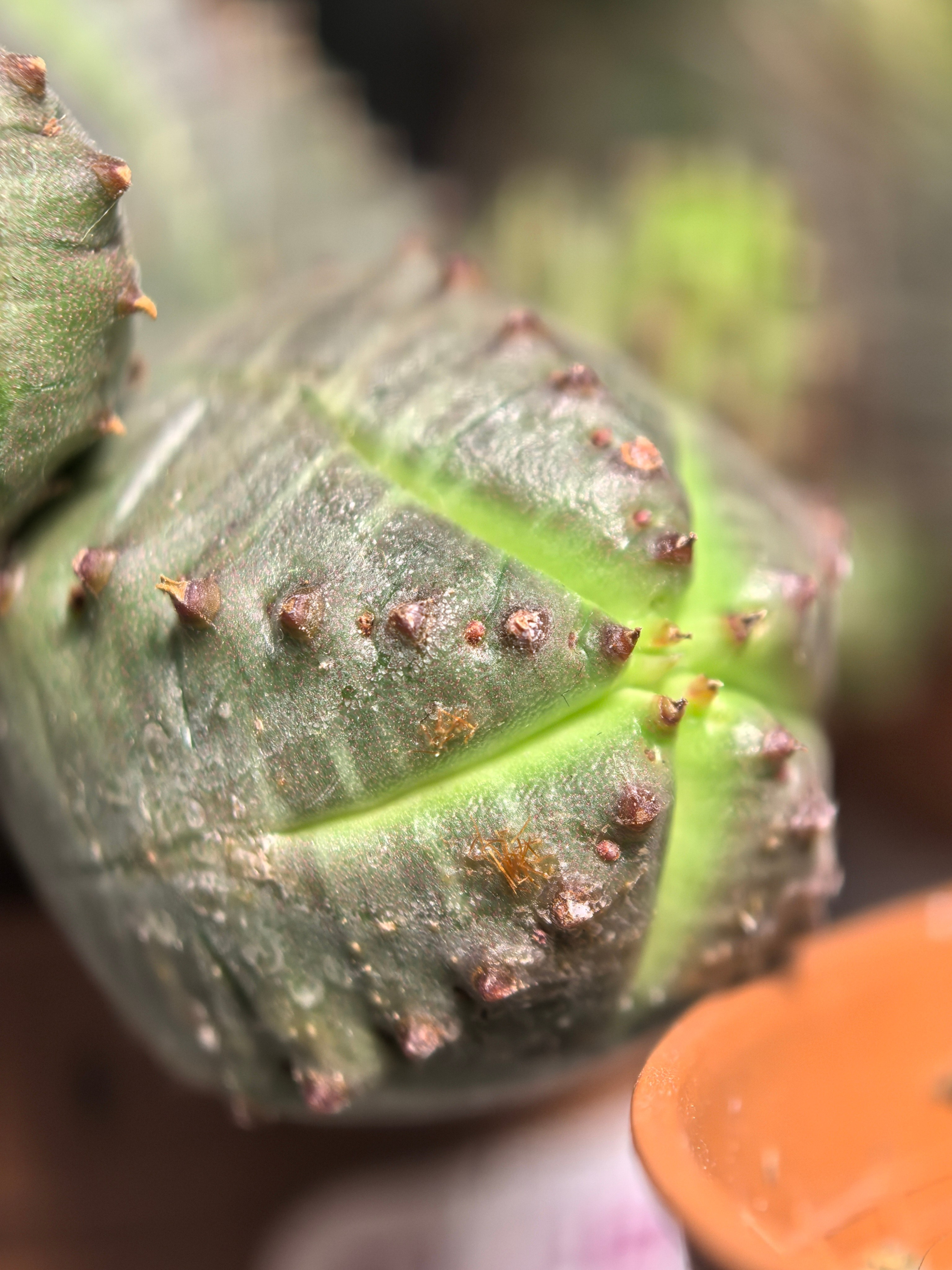 ПочтиМАКРО. Школьные выпускные альбомы в Москве Марина Николаева