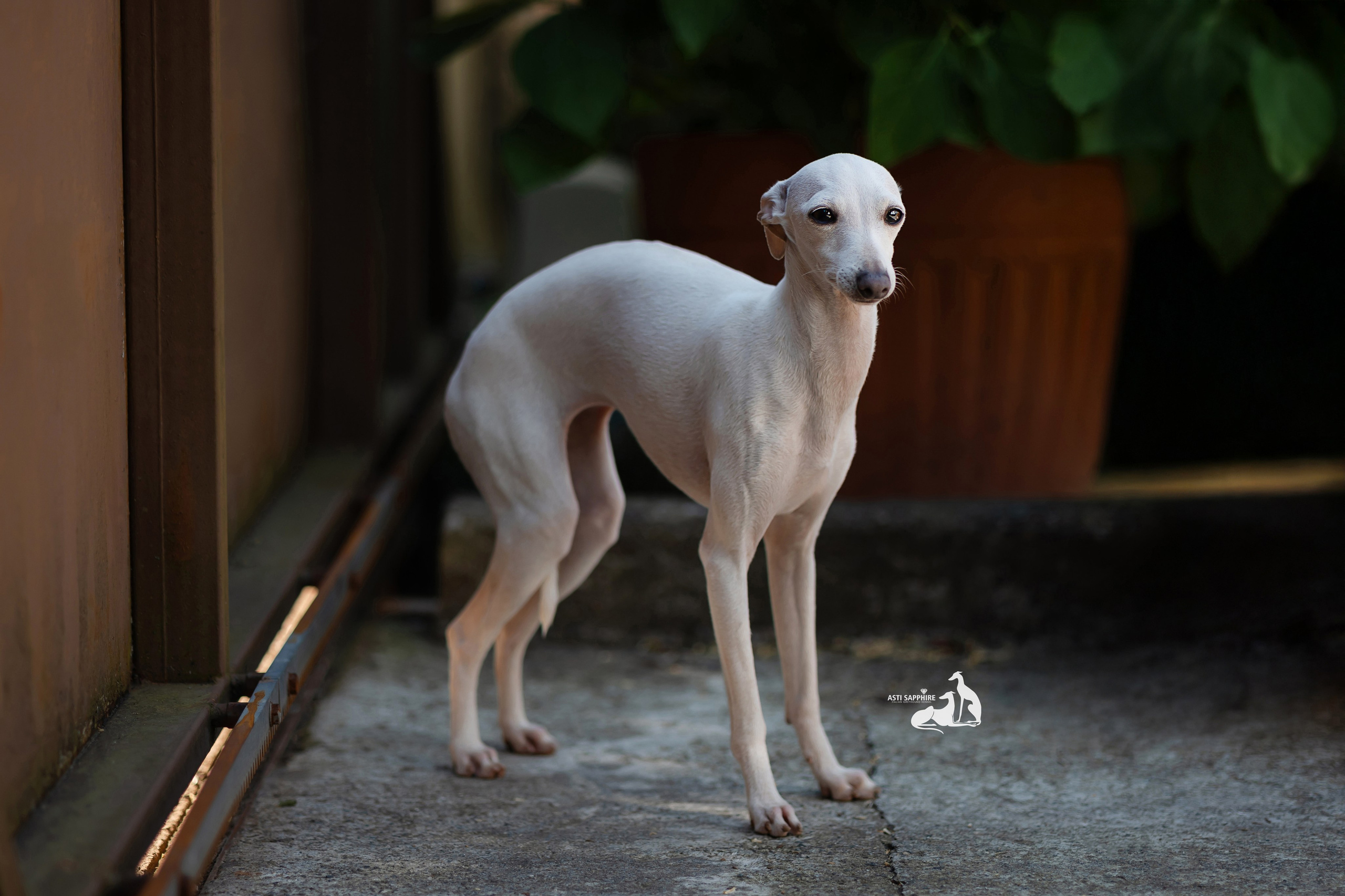 Asti Sapphire Jasmine. Профессиональный питомник левреток РКФ/FCI ASTI SAPPHIRE 💎 Сочи|Санкт-Петербург