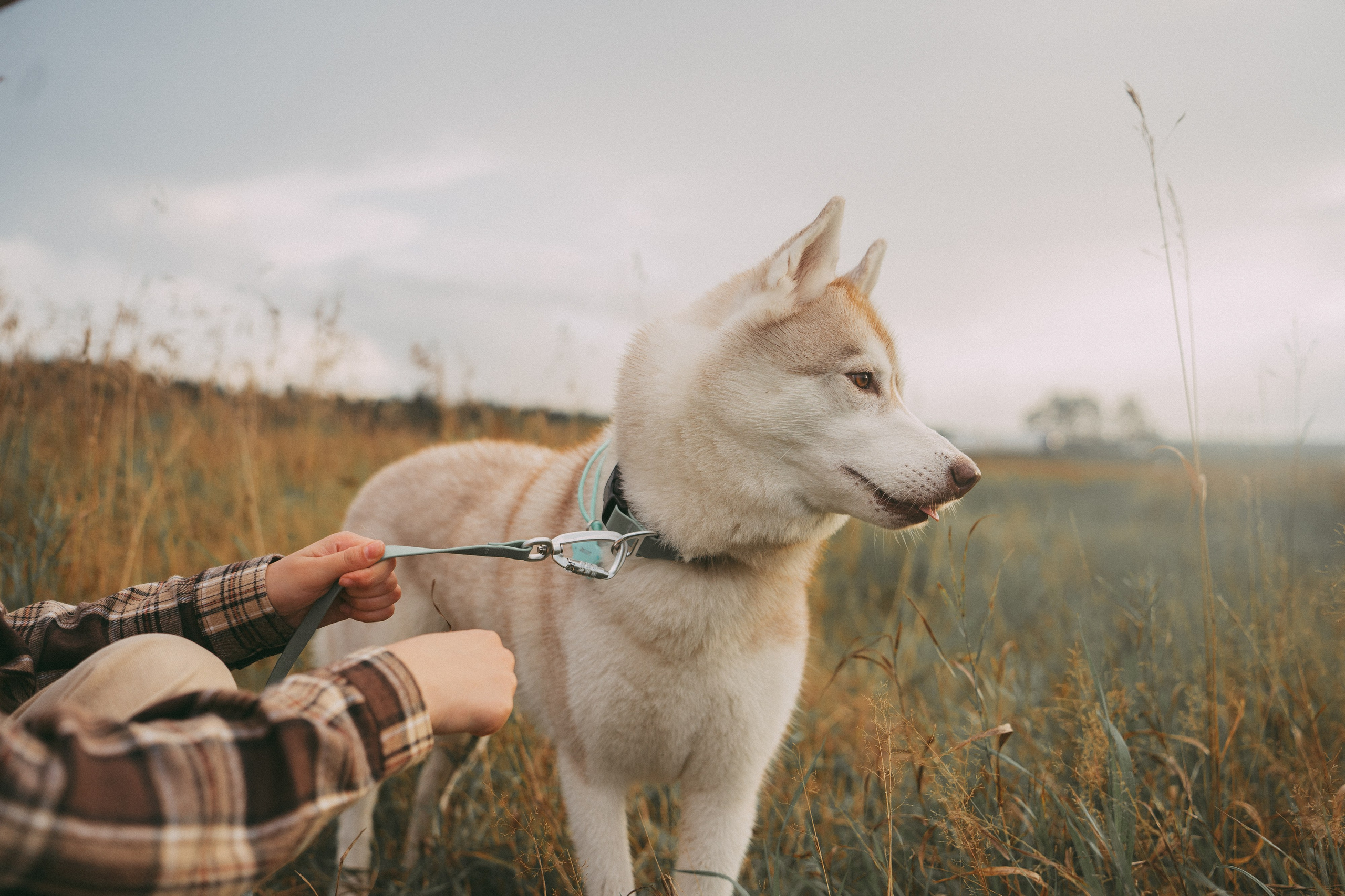 Мария и Джесси. Фотограф анималист в Москве и Санкт-Петербурге Свиридова Анна