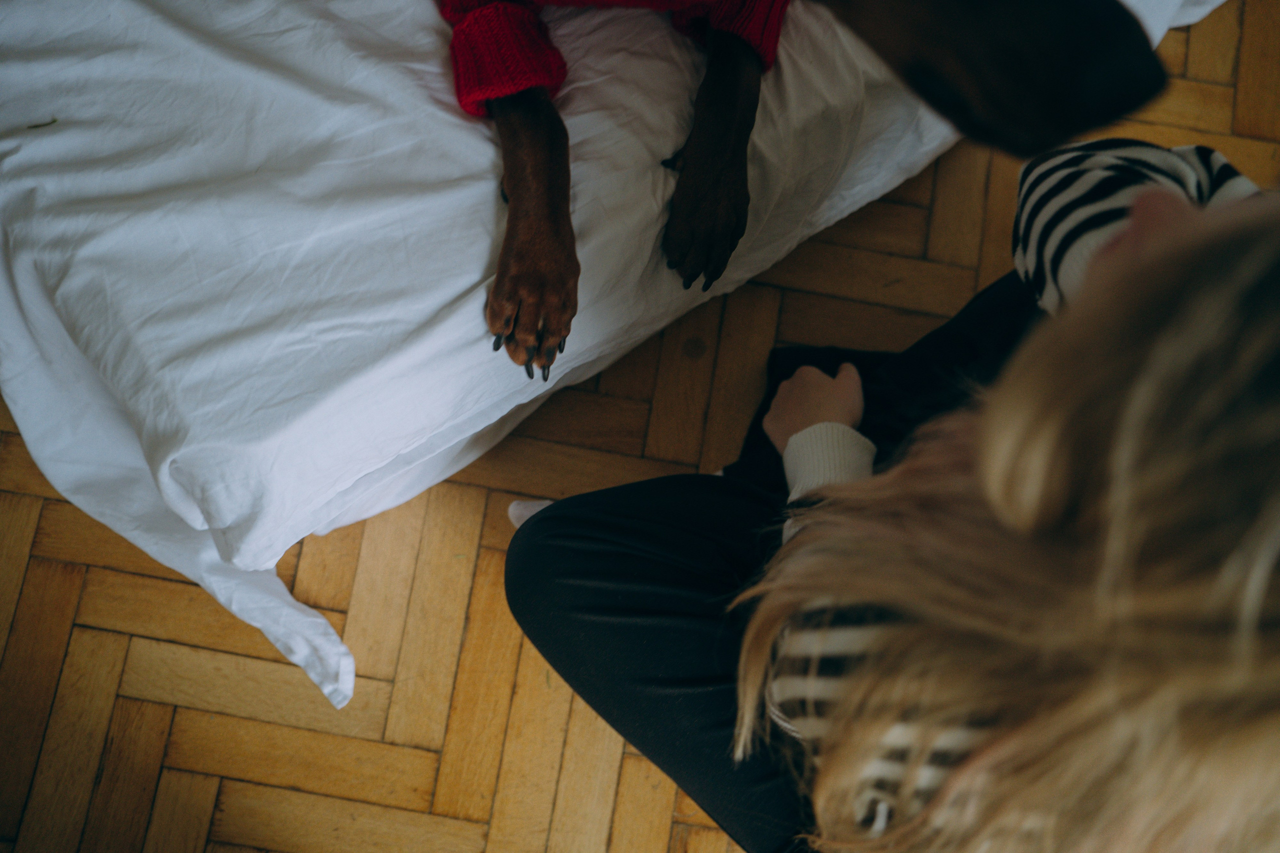 Саша и Асти. Фотограф анималист в Москве и Санкт-Петербурге Свиридова Анна