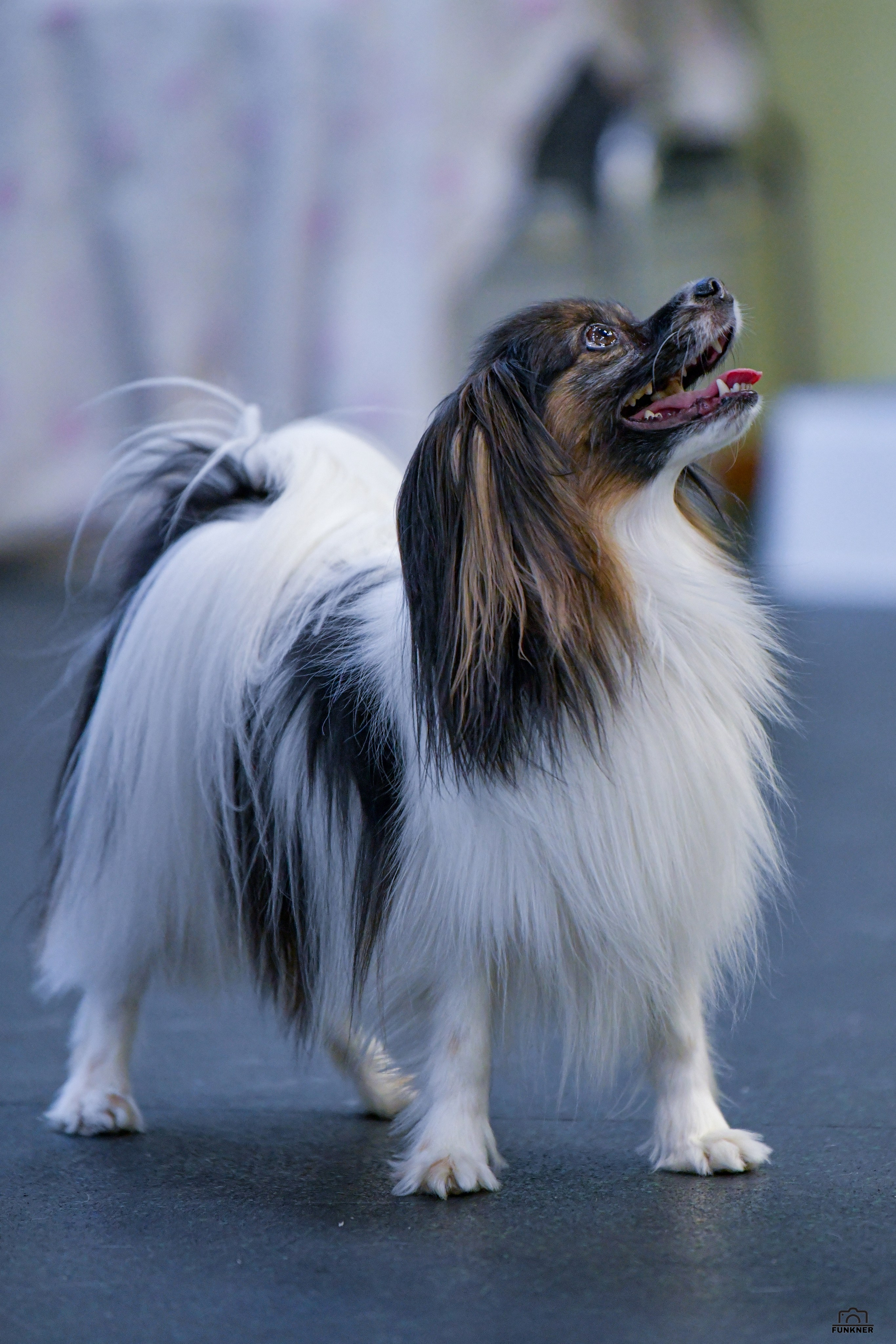 Кинологический клуб «Бодрый хвост». Свой взгляд через объектив