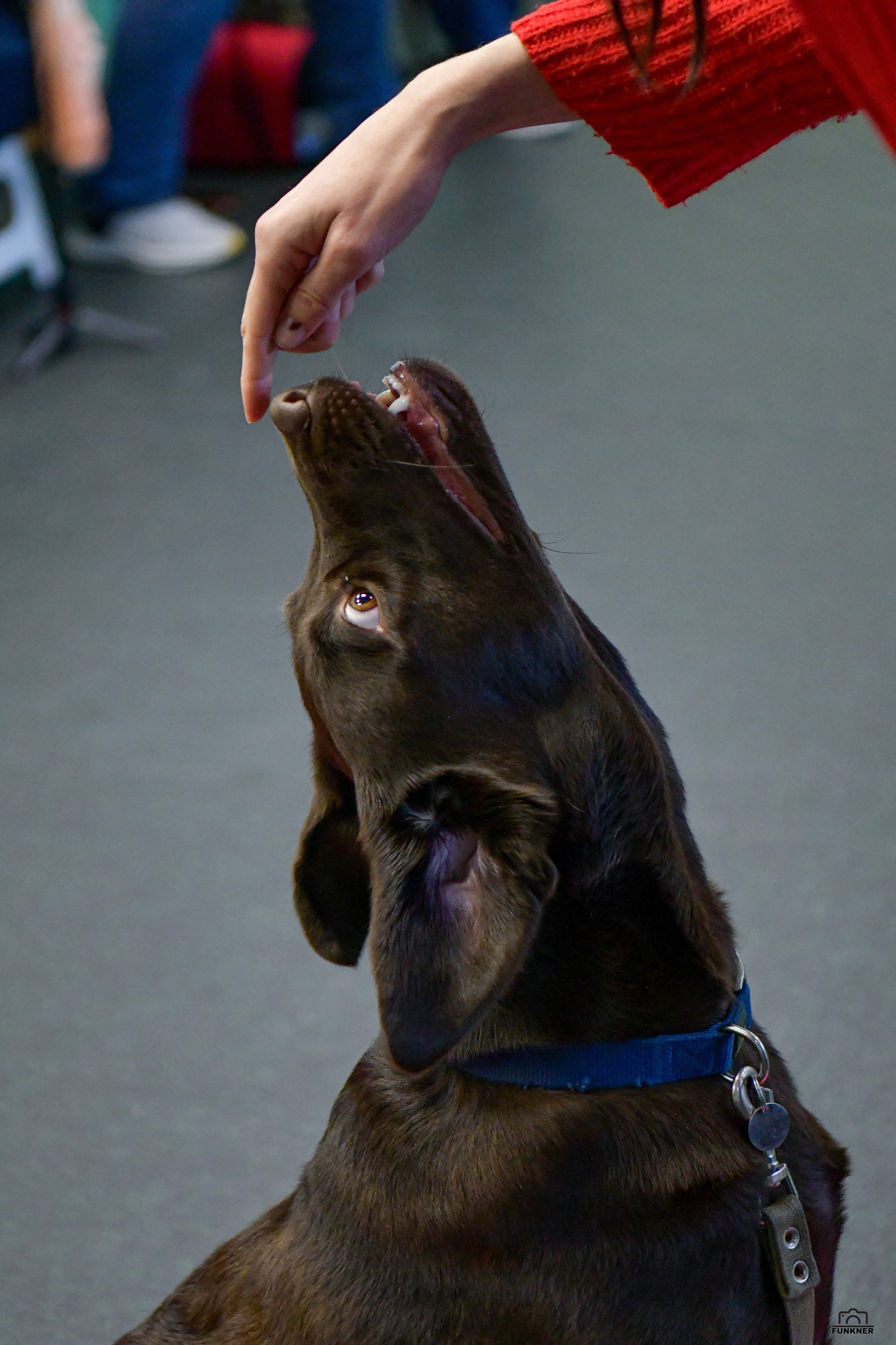 Кинологический клуб «Бодрый хвост». Свой взгляд через объектив