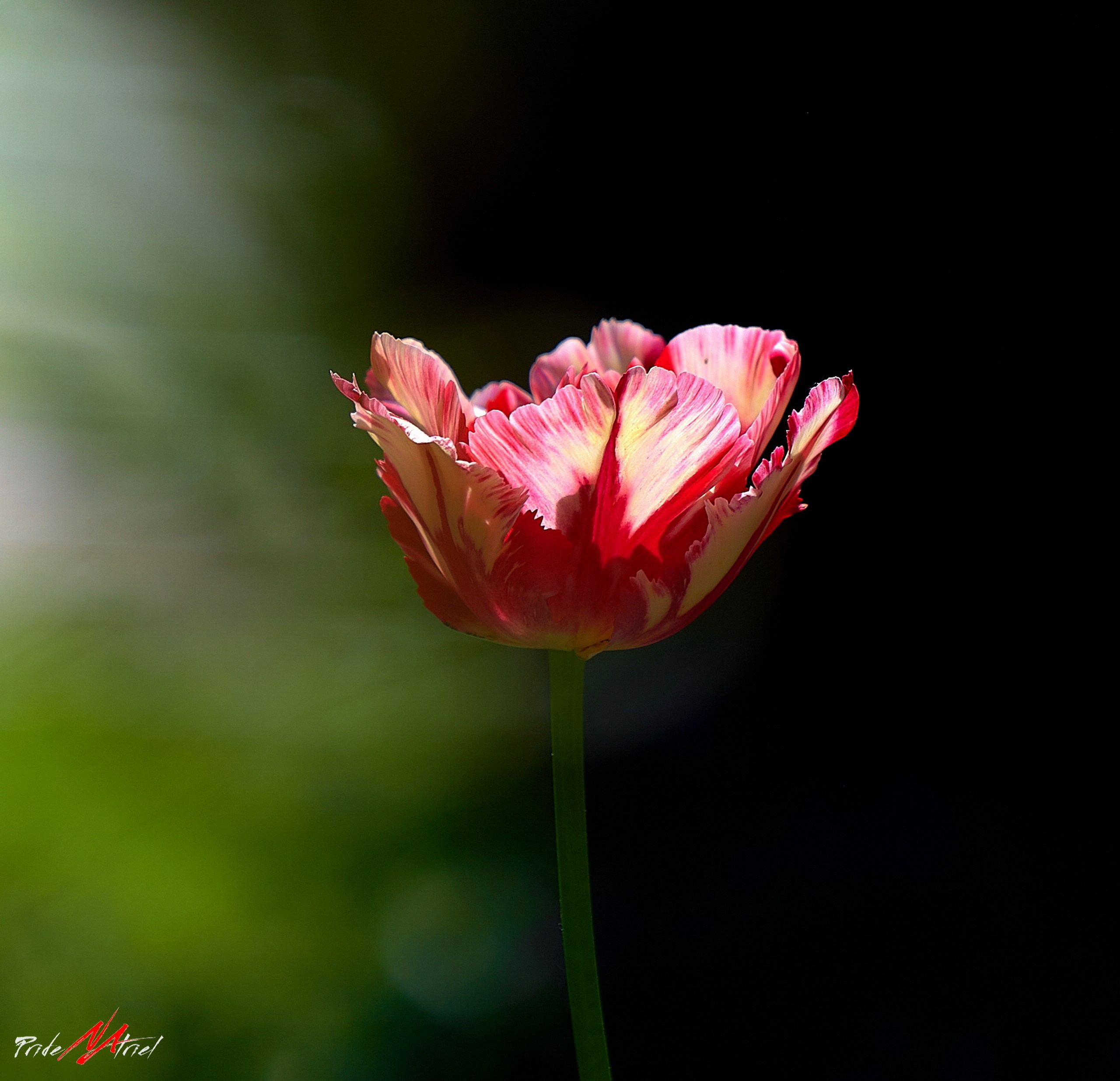 Лютики-цветочки — галерея NATRIEL