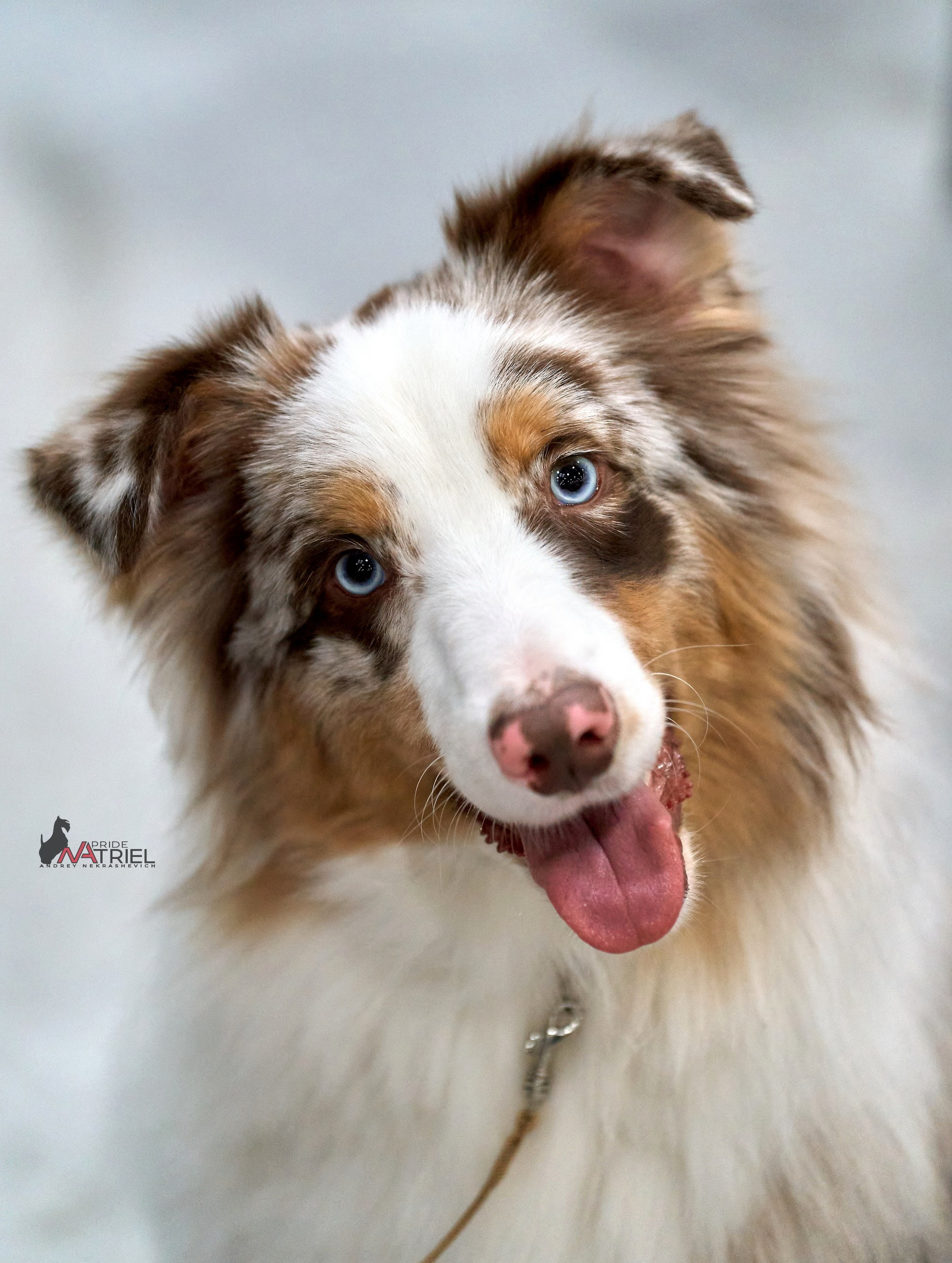 Портреты собак — галерея NATRIEL