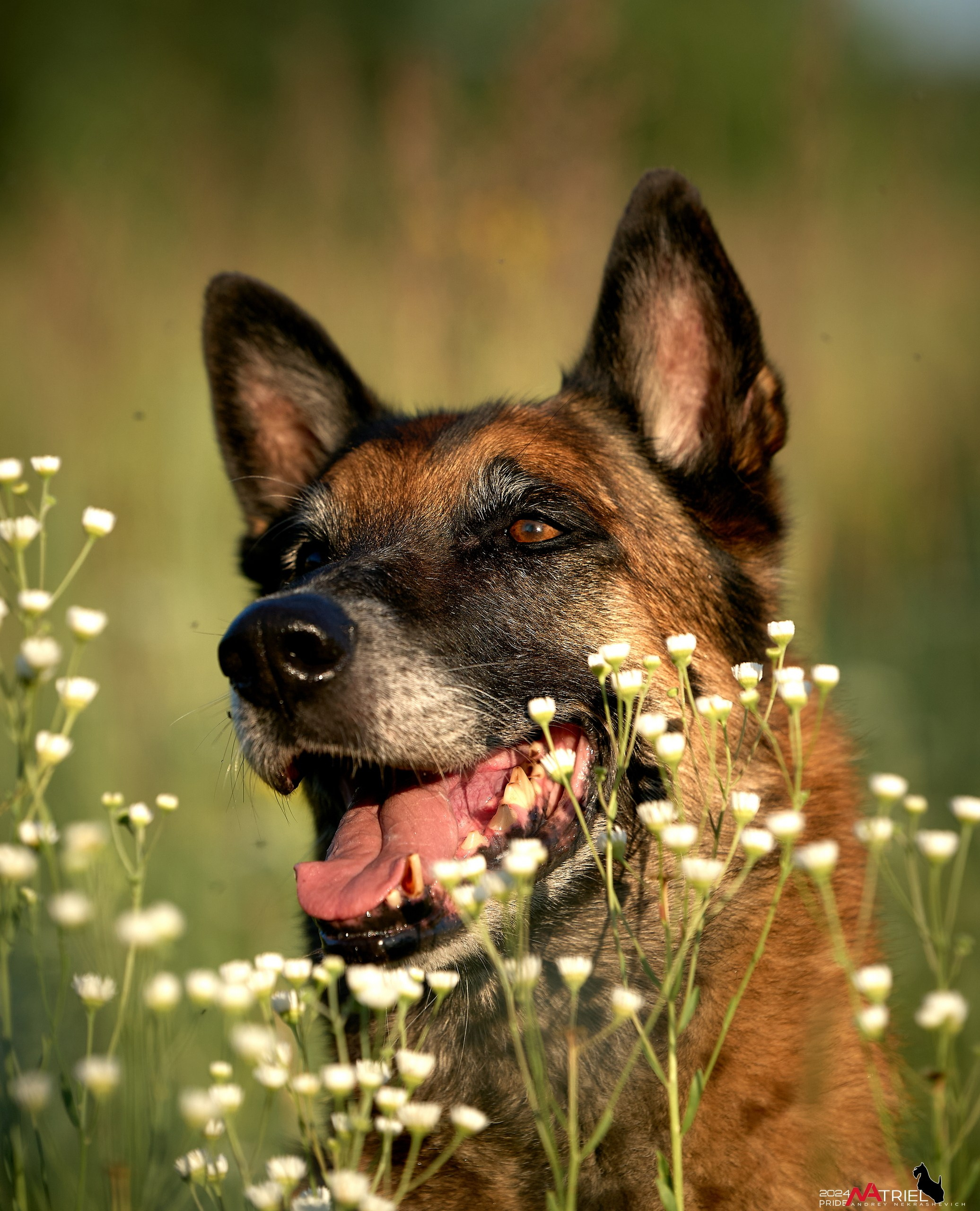 Репортаж из кинологического лагеря