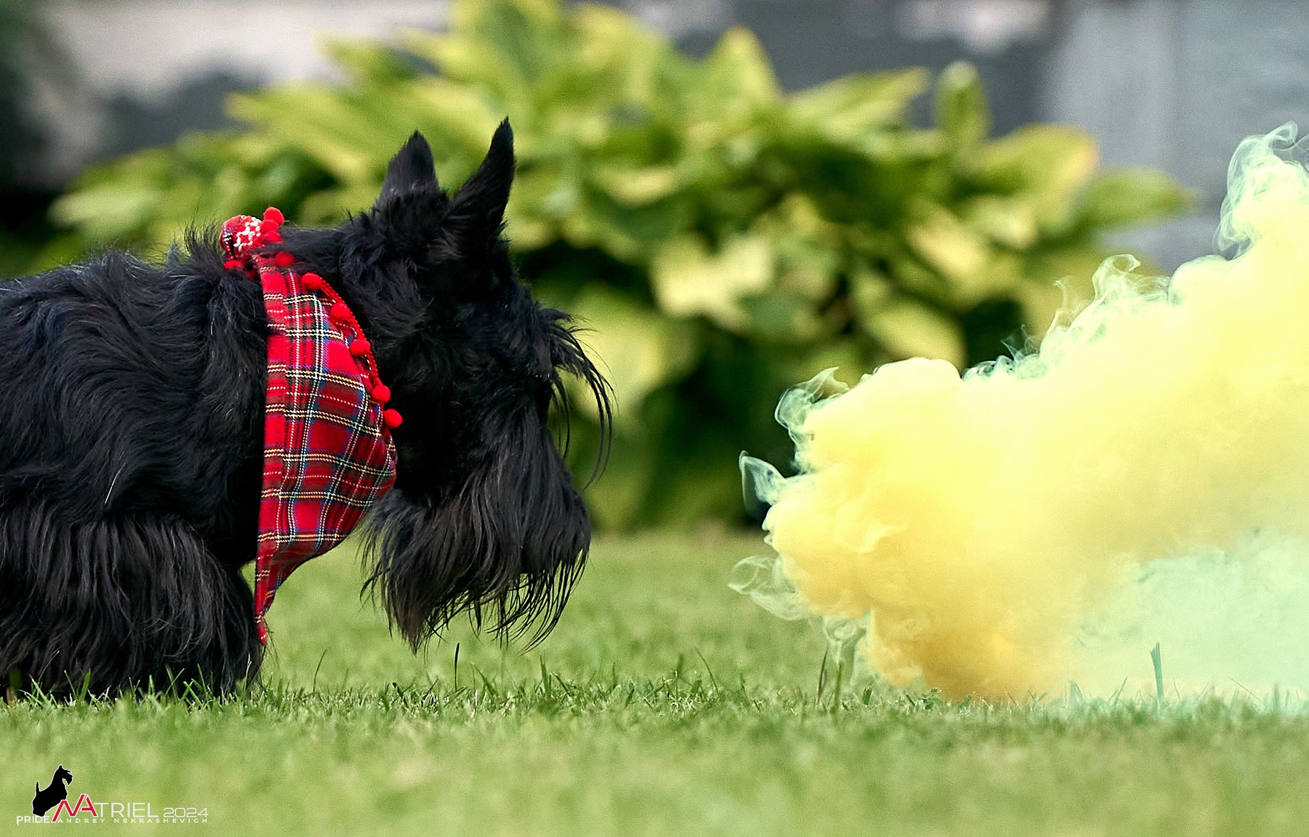 Скотчесемья «ИмпериалИти»