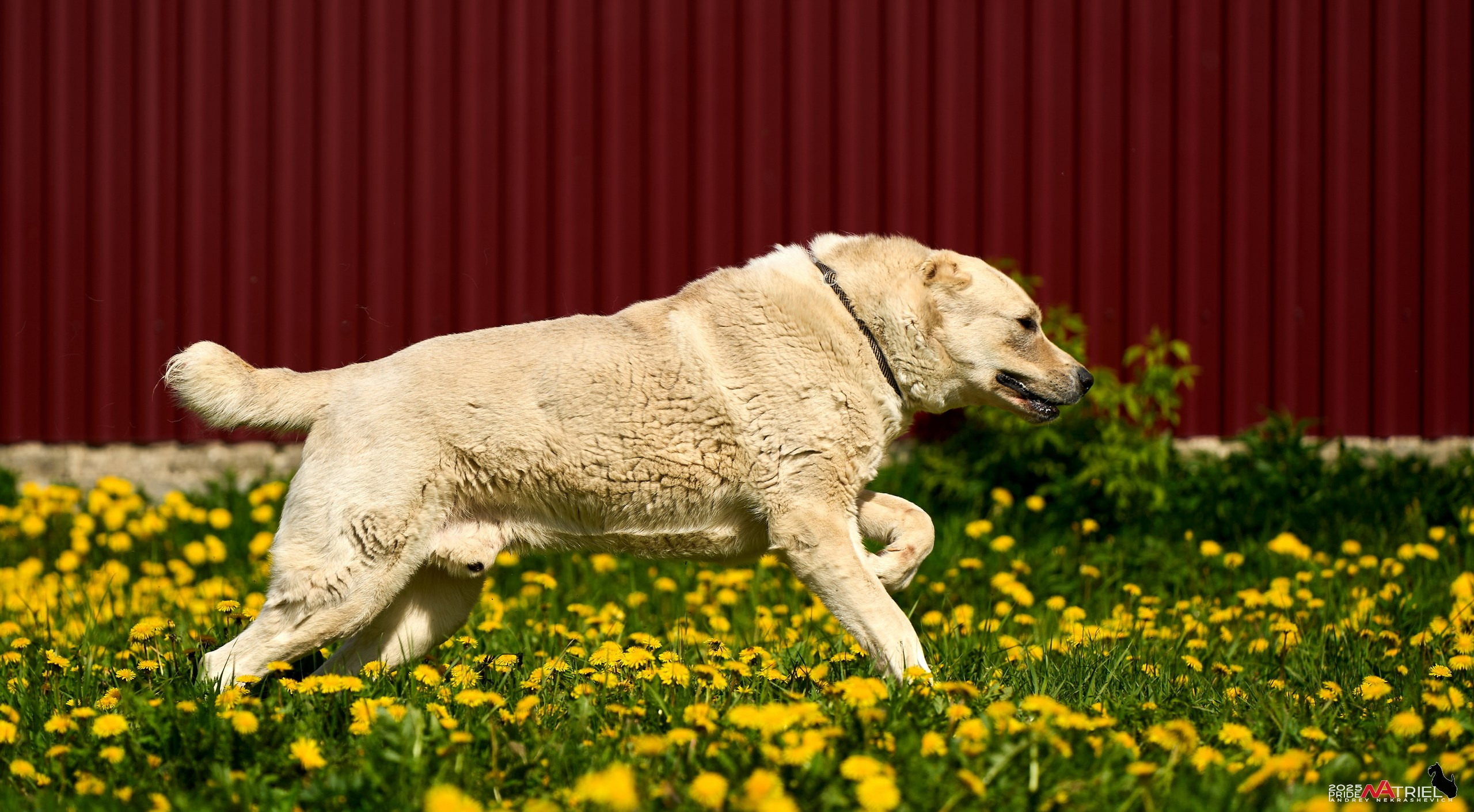 Съемка в питомнике