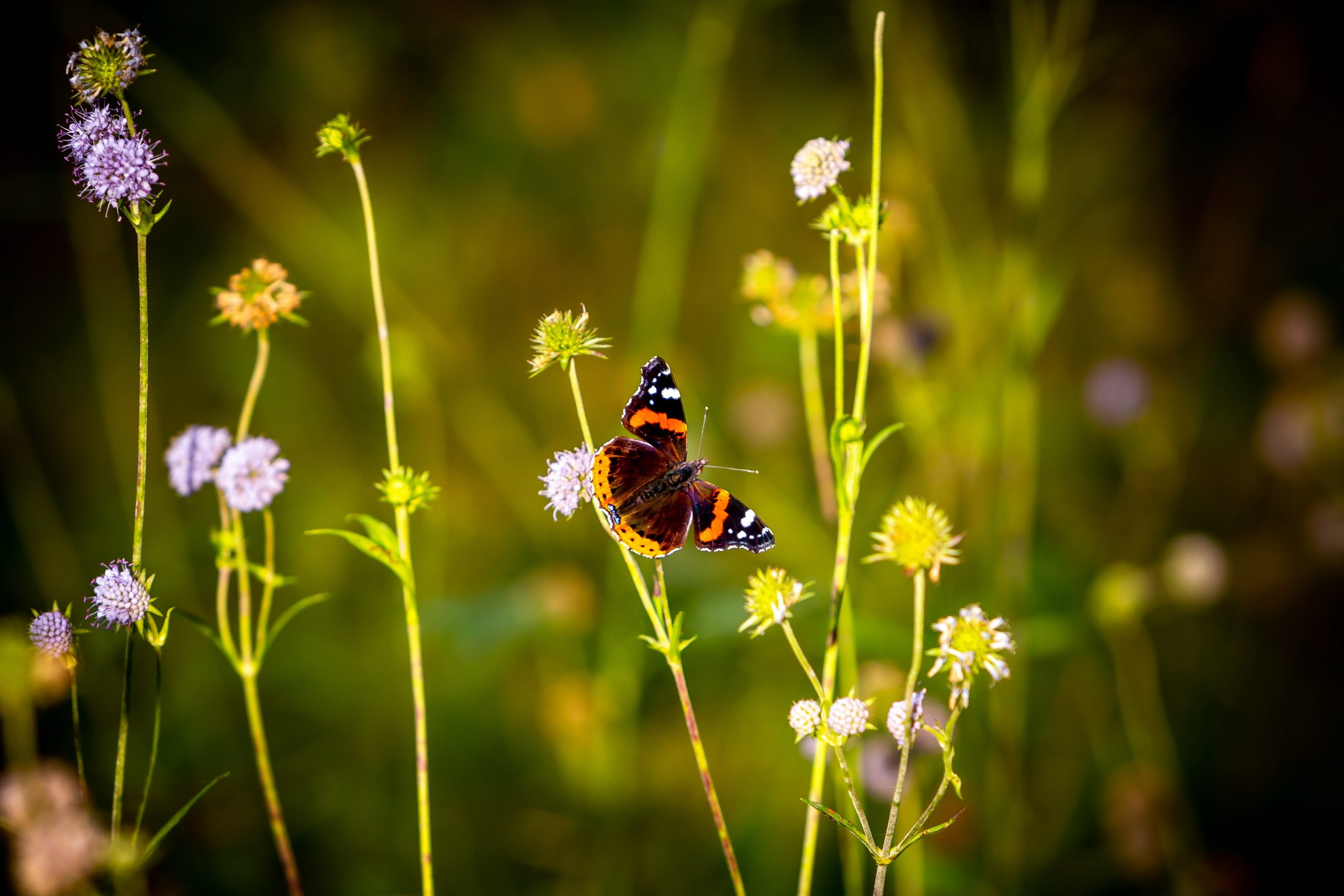 Макро-фото — галерея NATRIEL