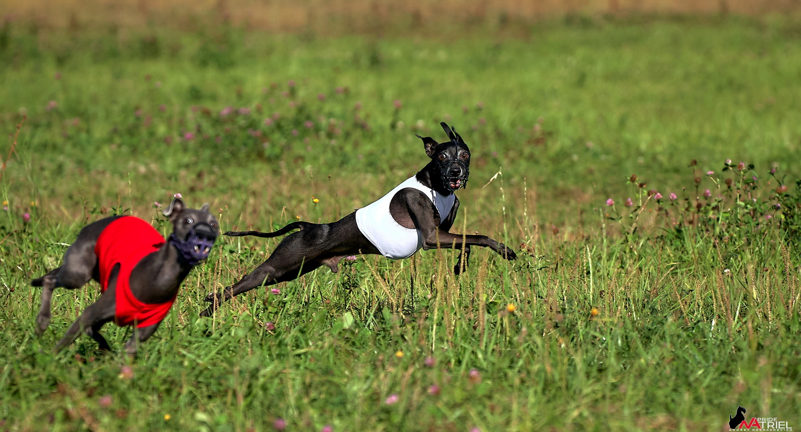 Съемка курсинг — галерея NATRIEL