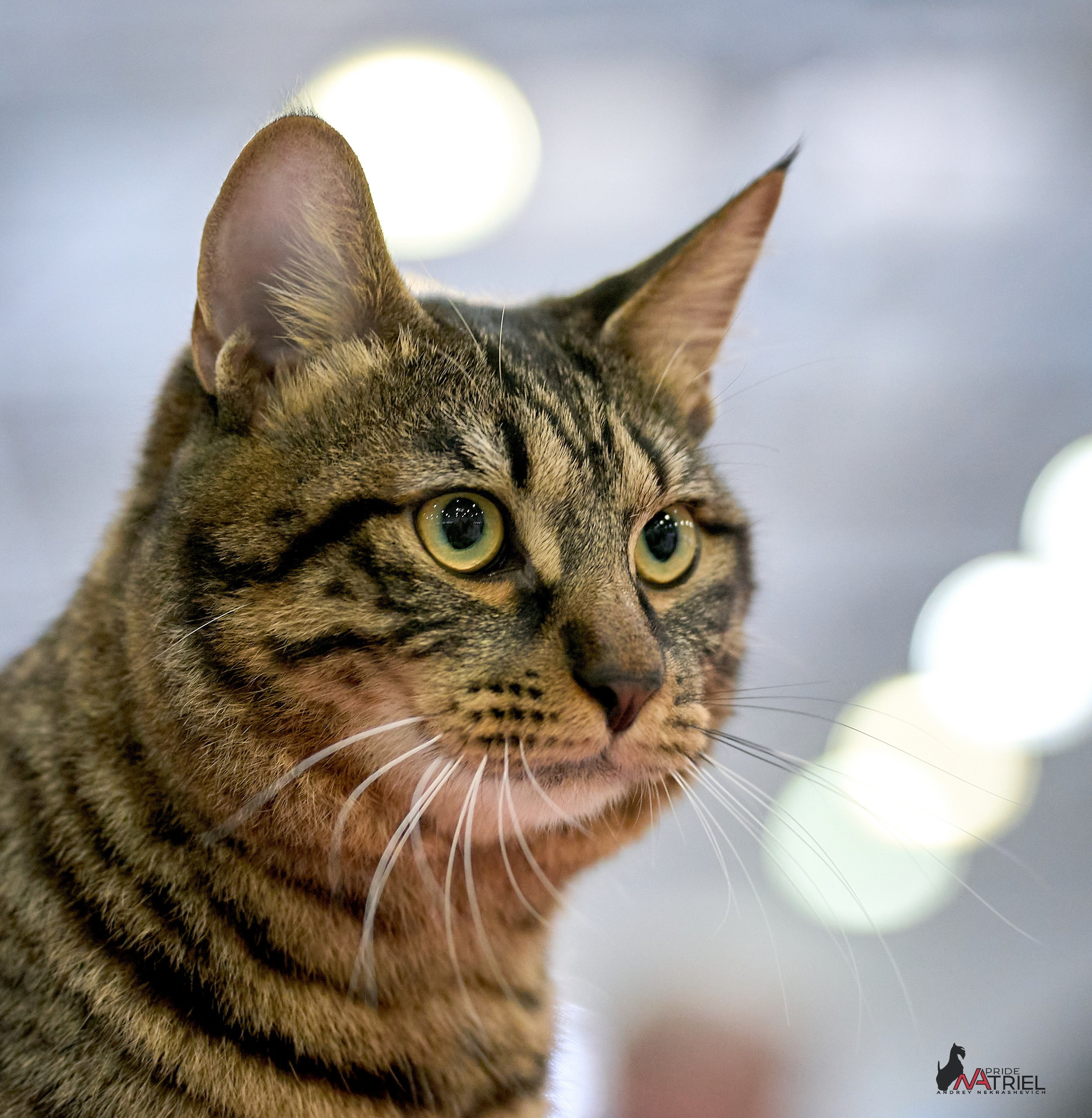 Кошки на выставках — галерея NATRIEL