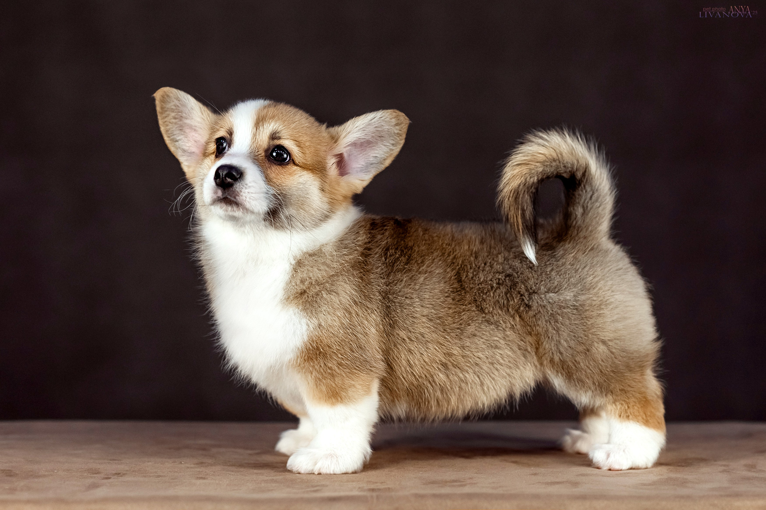 Коржики. Фотограф анималист Аня Ливанова | Рыбинск