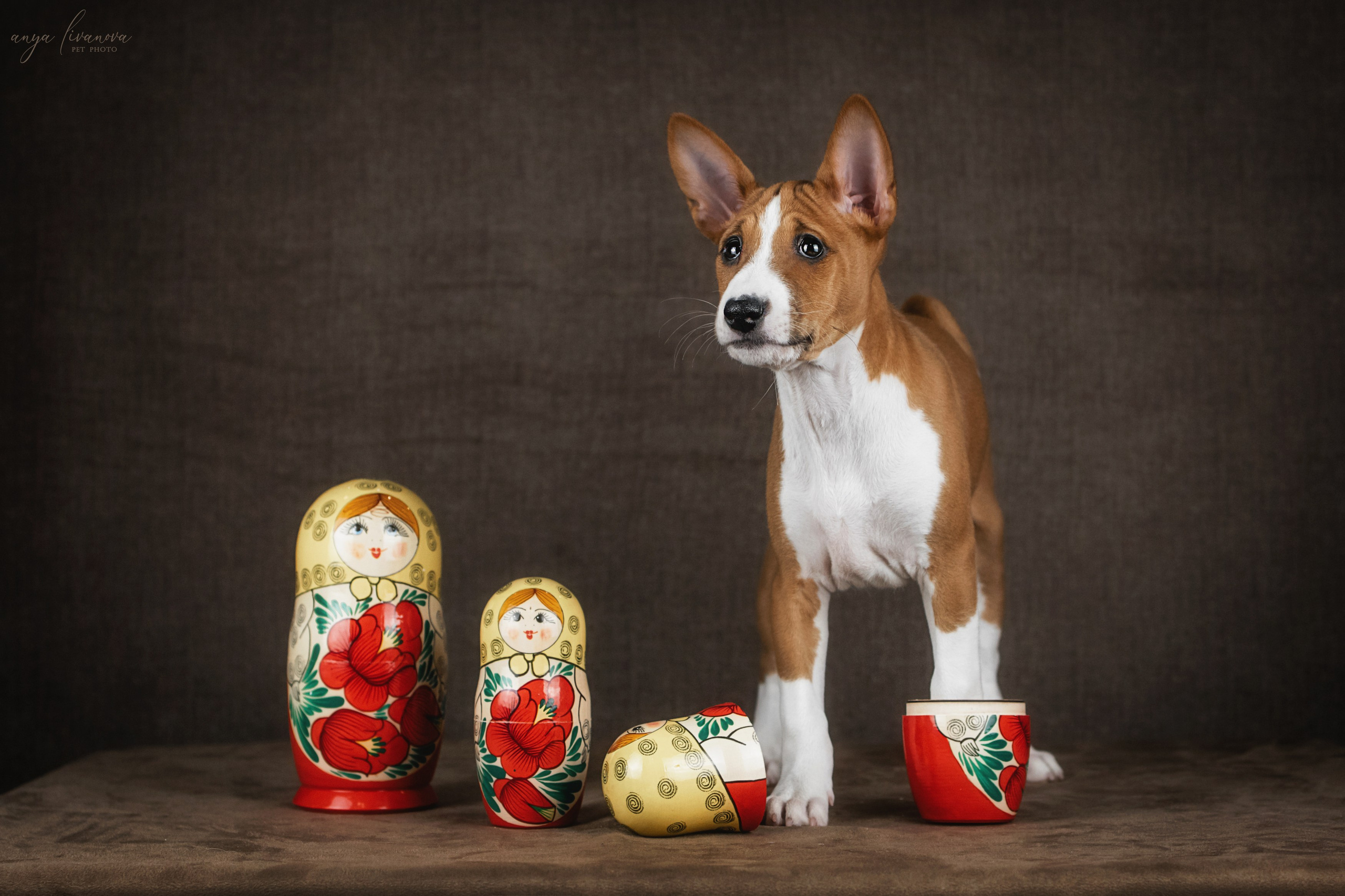 Басенджи. Фотограф анималист Аня Ливанова | Рыбинск