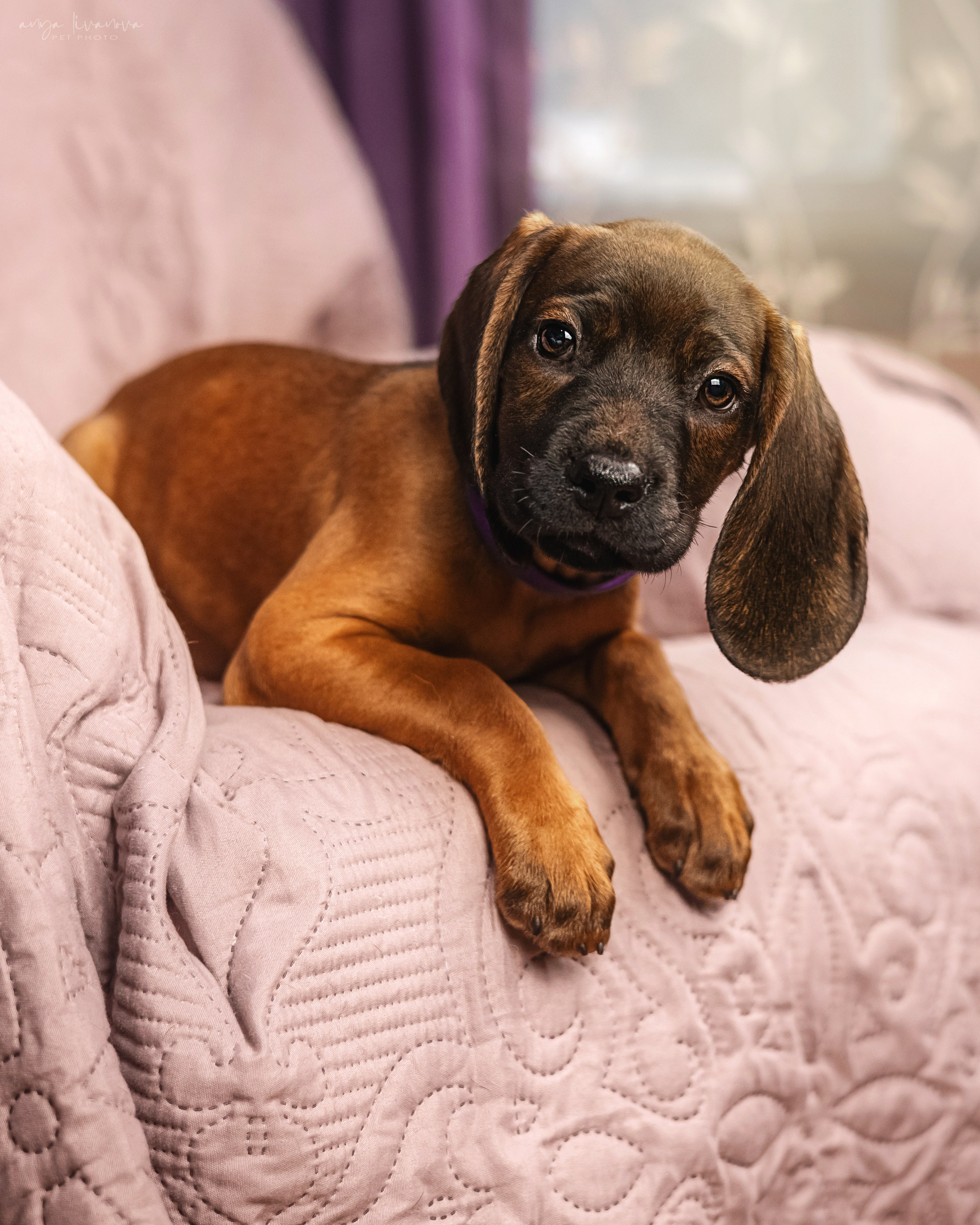 Баварцы. Фотограф анималист Аня Ливанова | Рыбинск