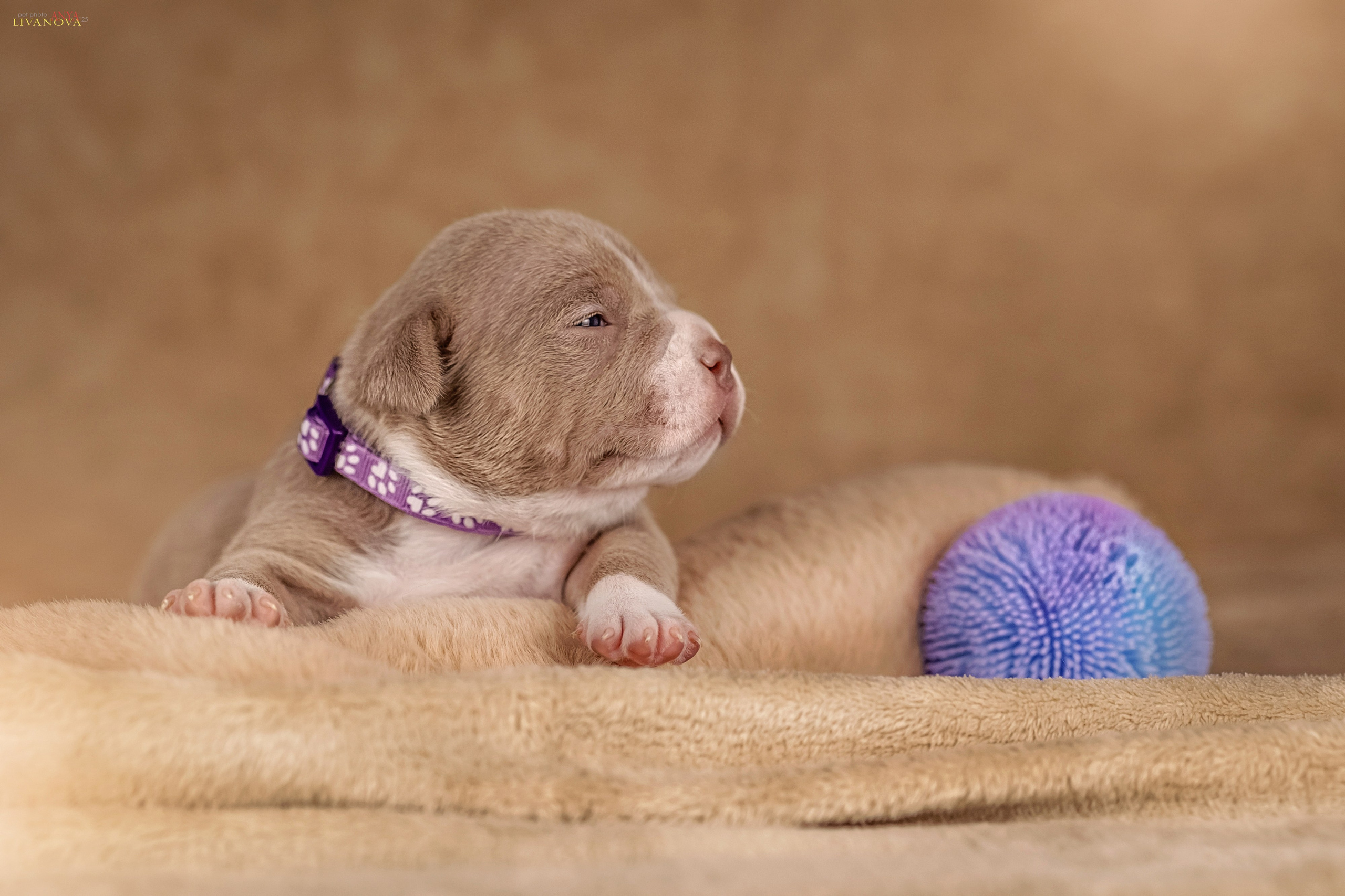 Амбулли. Фотограф анималист Аня Ливанова | Рыбинск