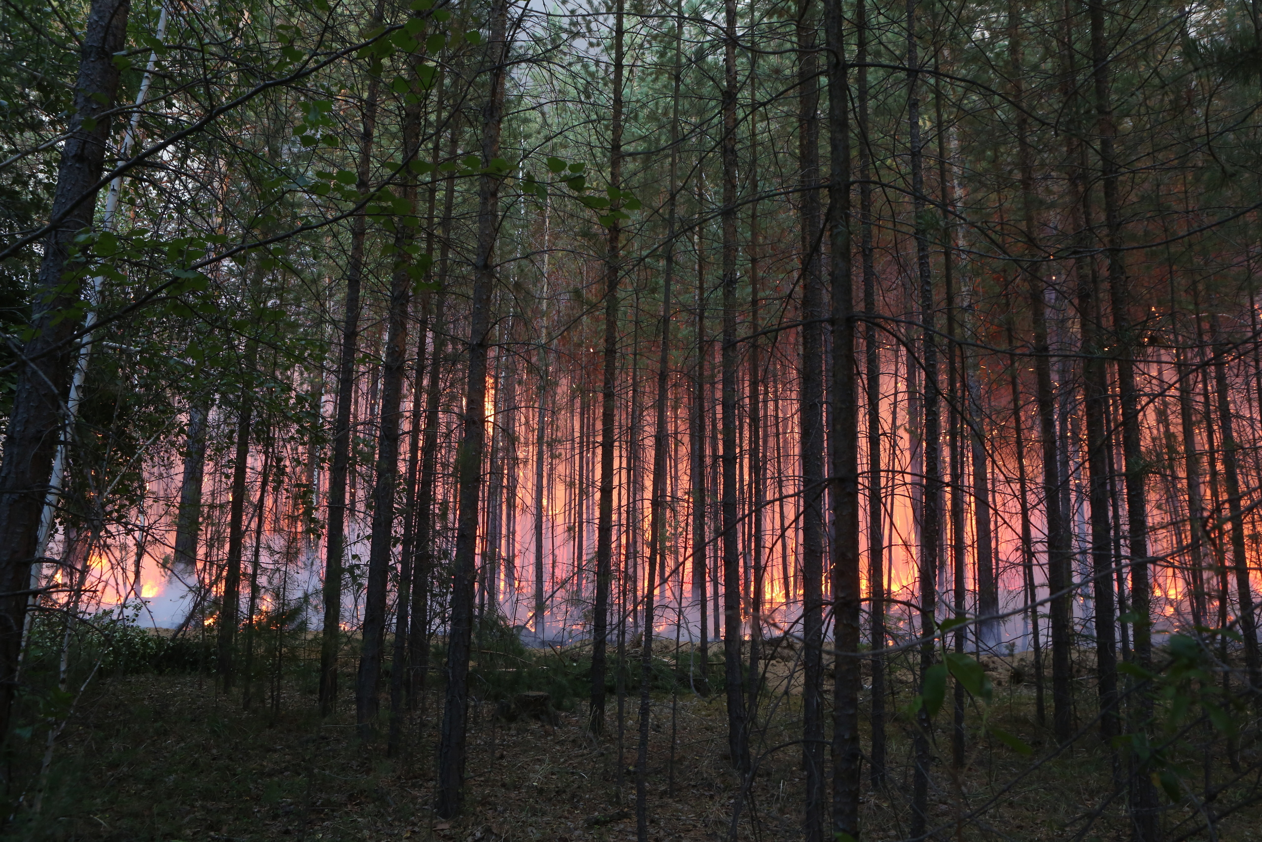 Пожары. Работа Авиалесоохраны. Фотограф Анна Барне