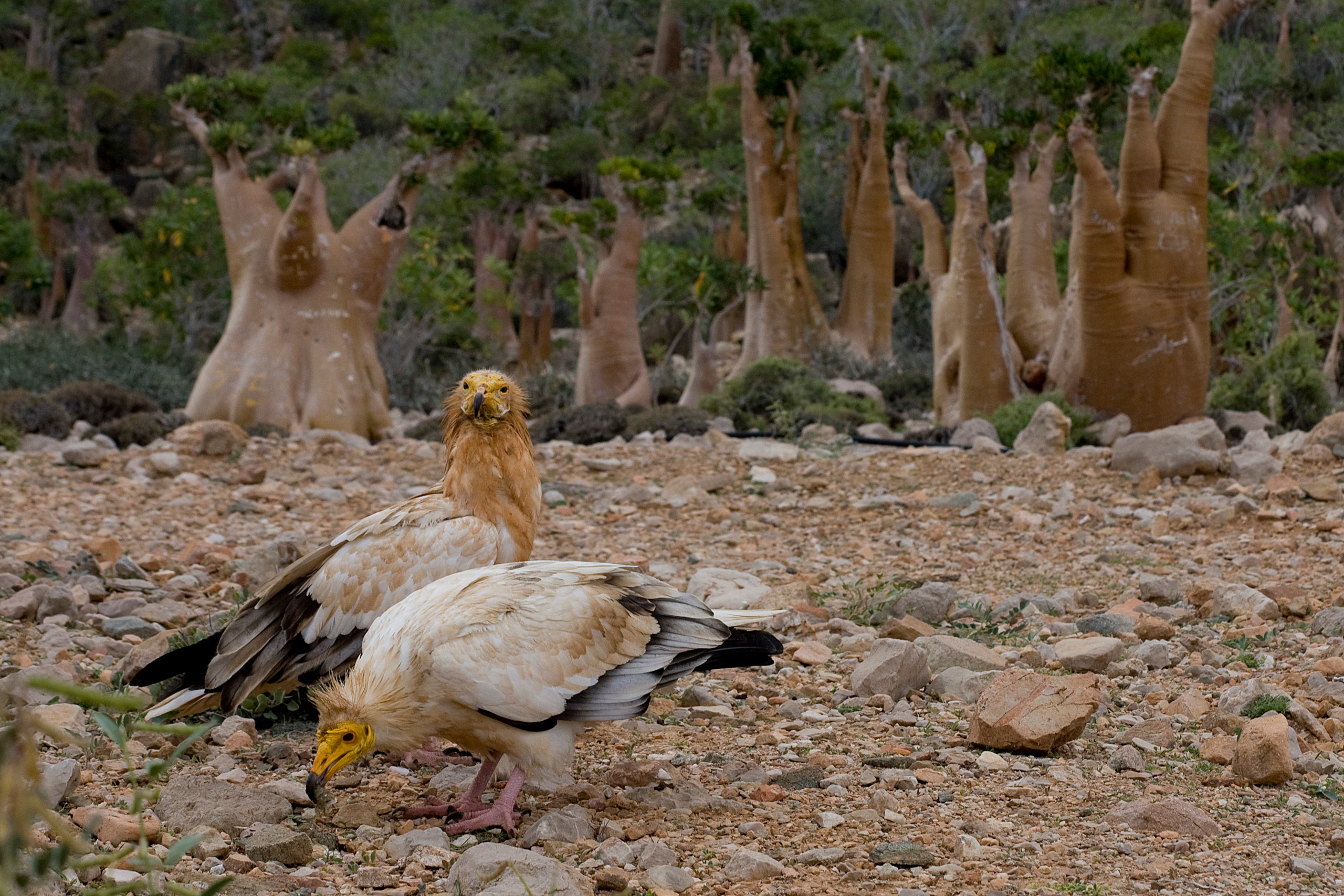 Йемен. Фотограф Анна Барне