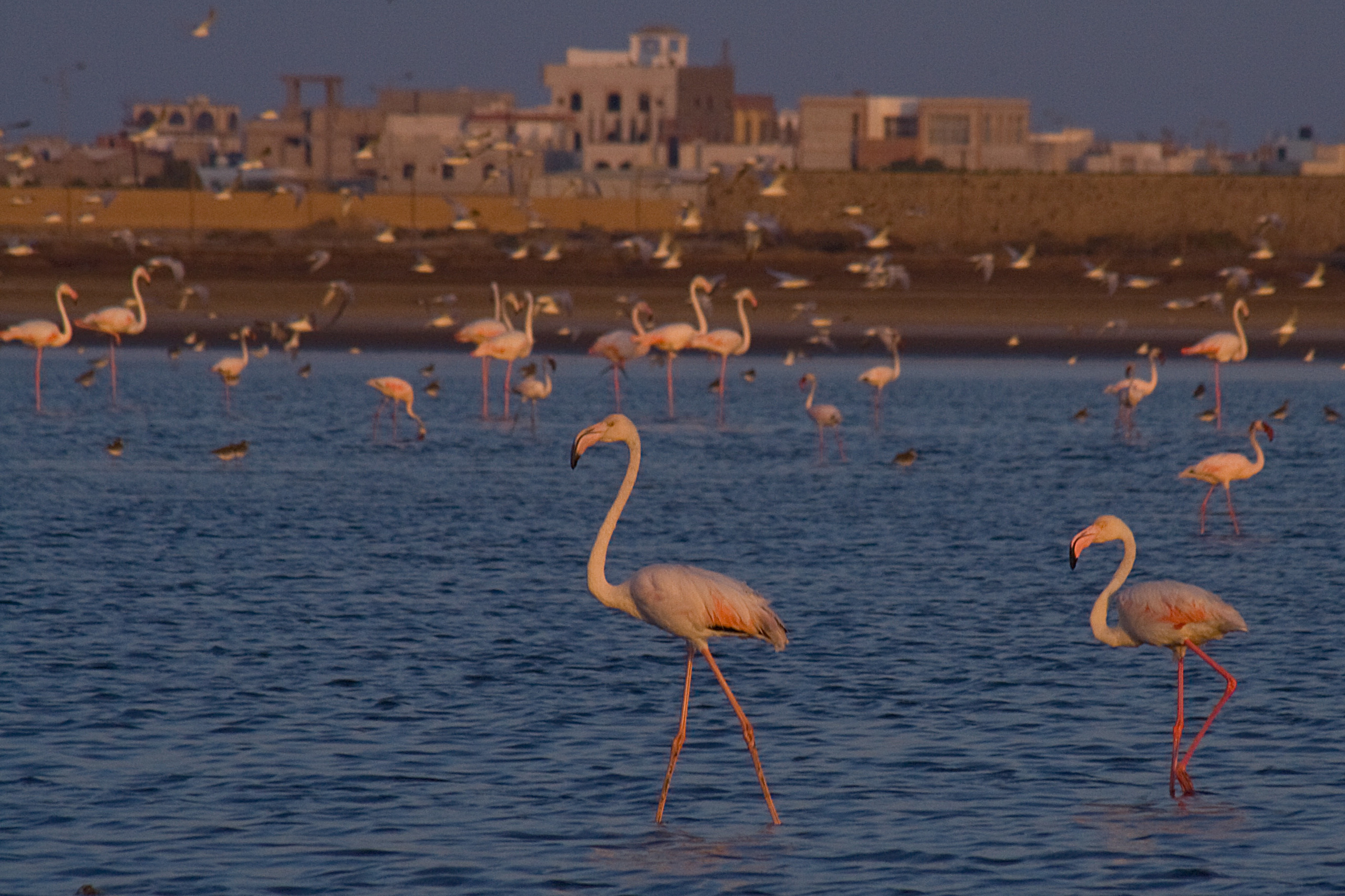 Йемен. Фотограф Анна Барне