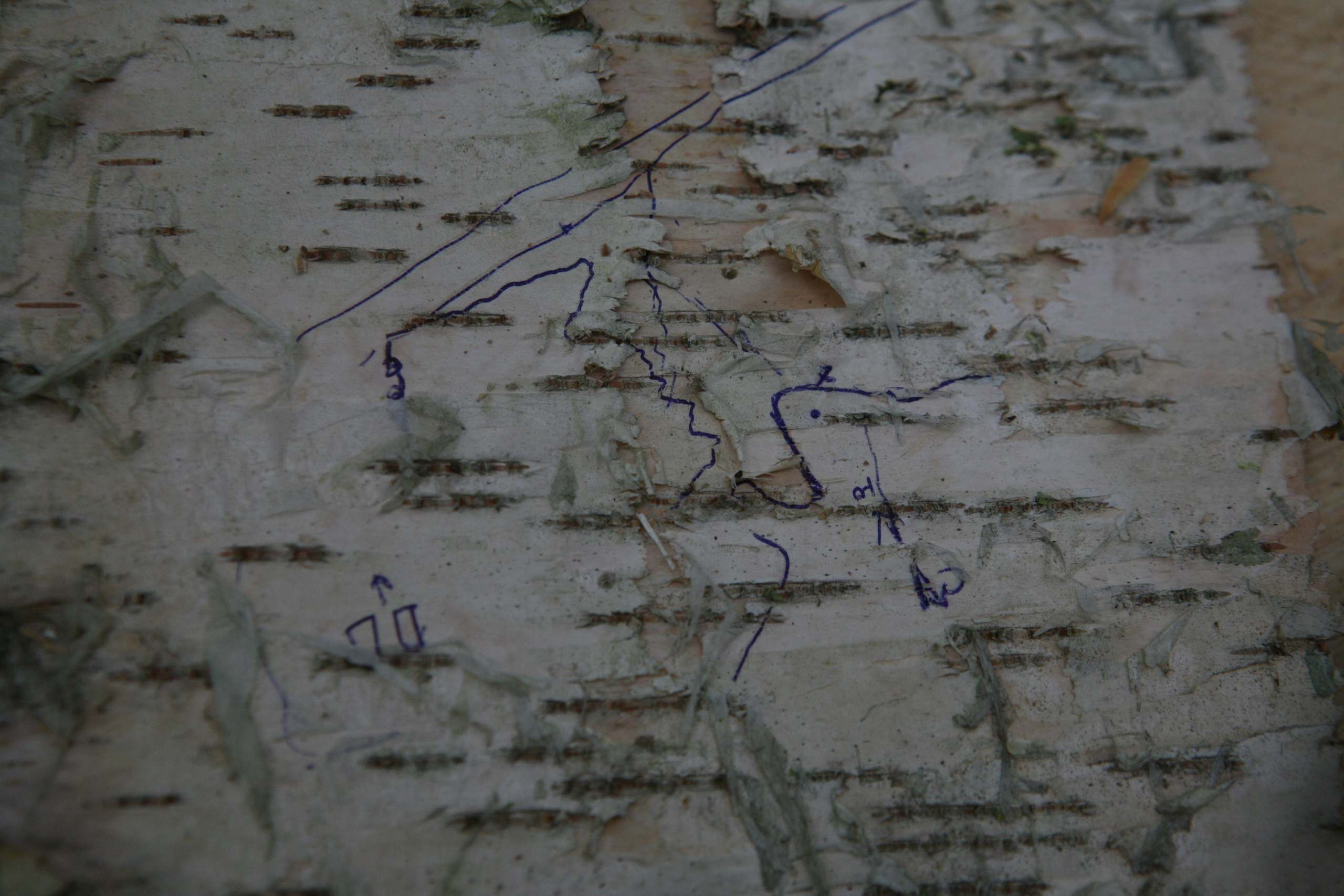 Пожары. Работа Авиалесоохраны. Фотограф Анна Барне