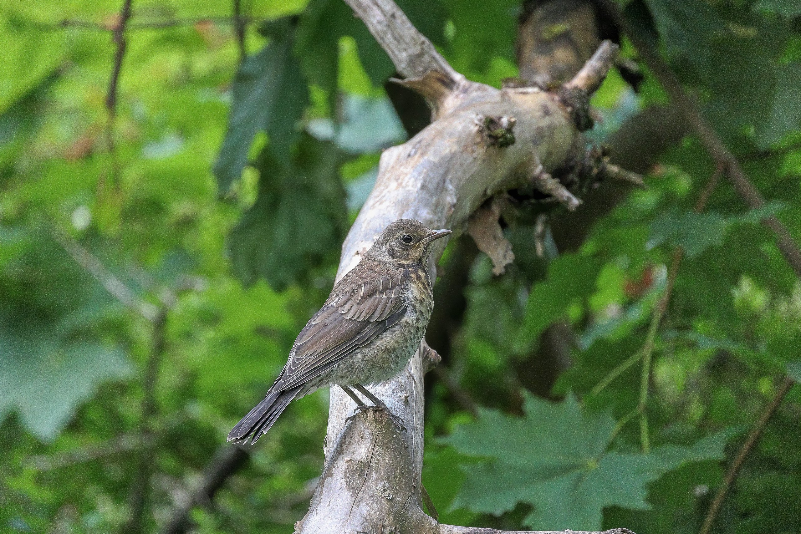 Из жизни дроздов