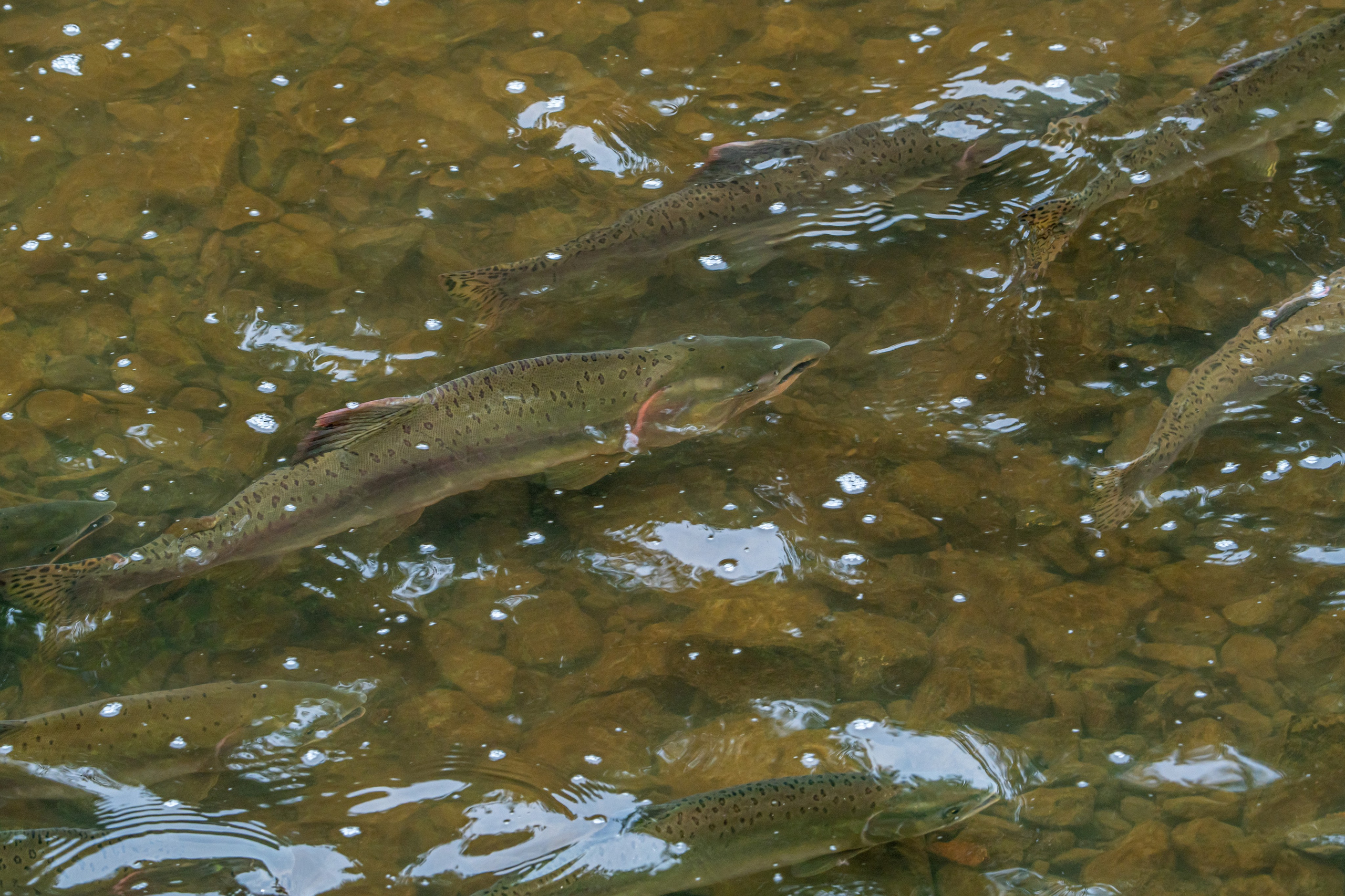 Сахалин 2025. Творческие сьемки