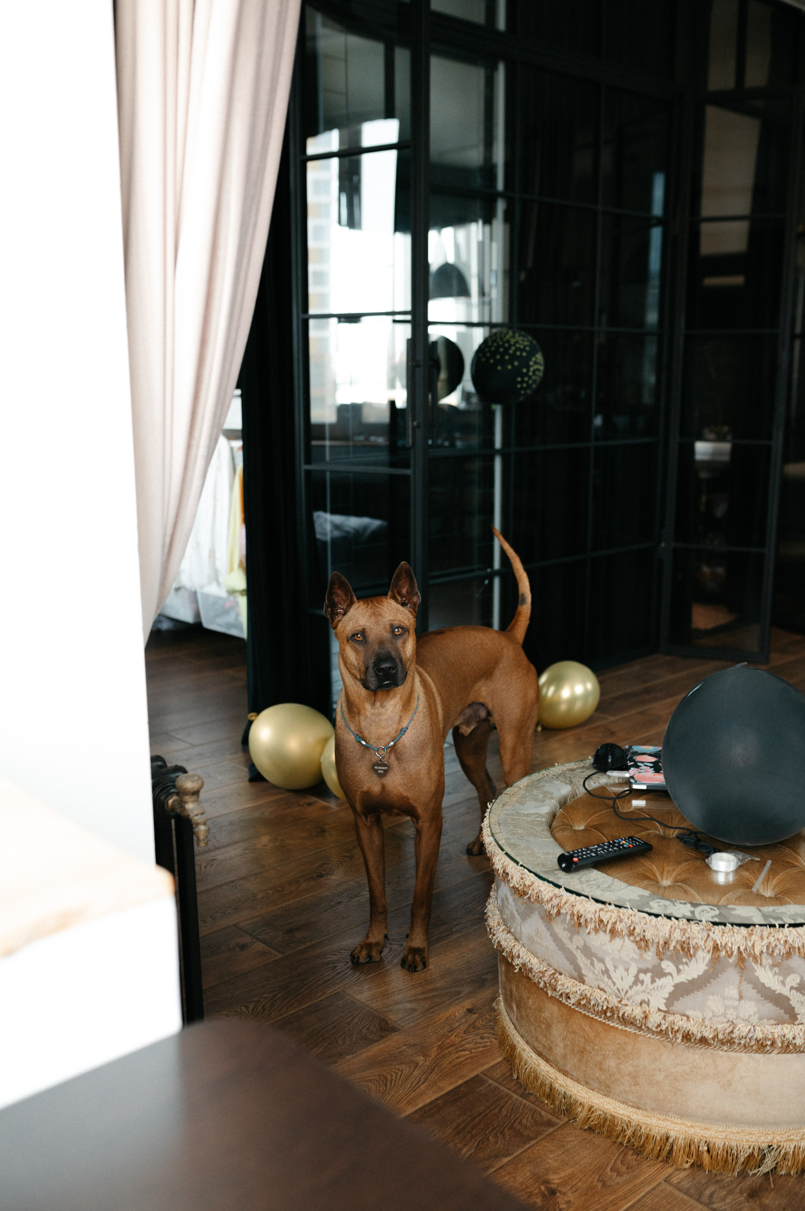 Оксана и Зевс. Фотограф анималист в Москве Ольга Агушева