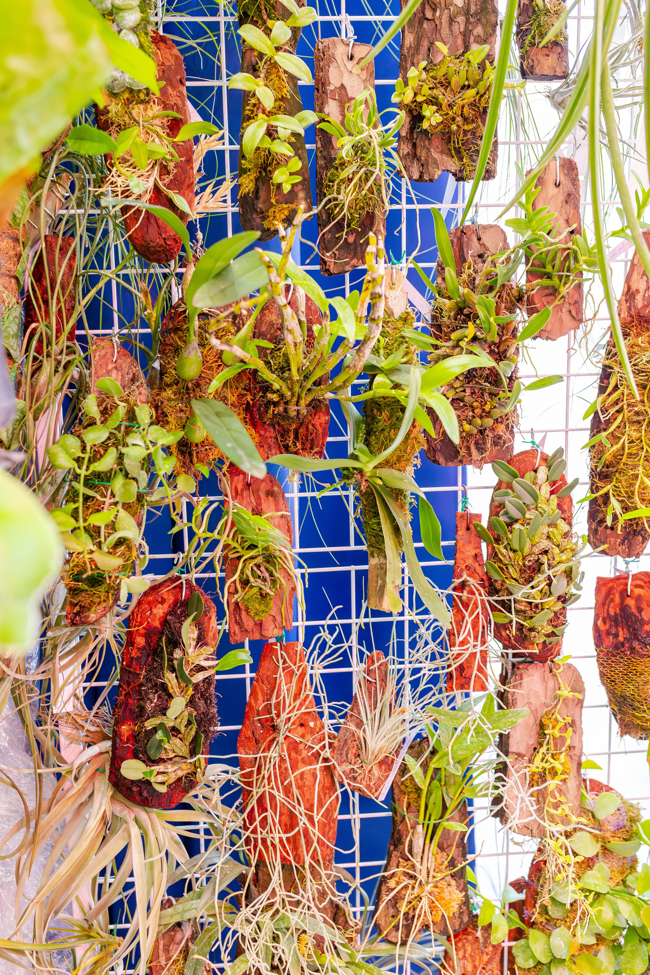 Орхидиум сентябрь 2025. Александра Куликова фотограф, Москва