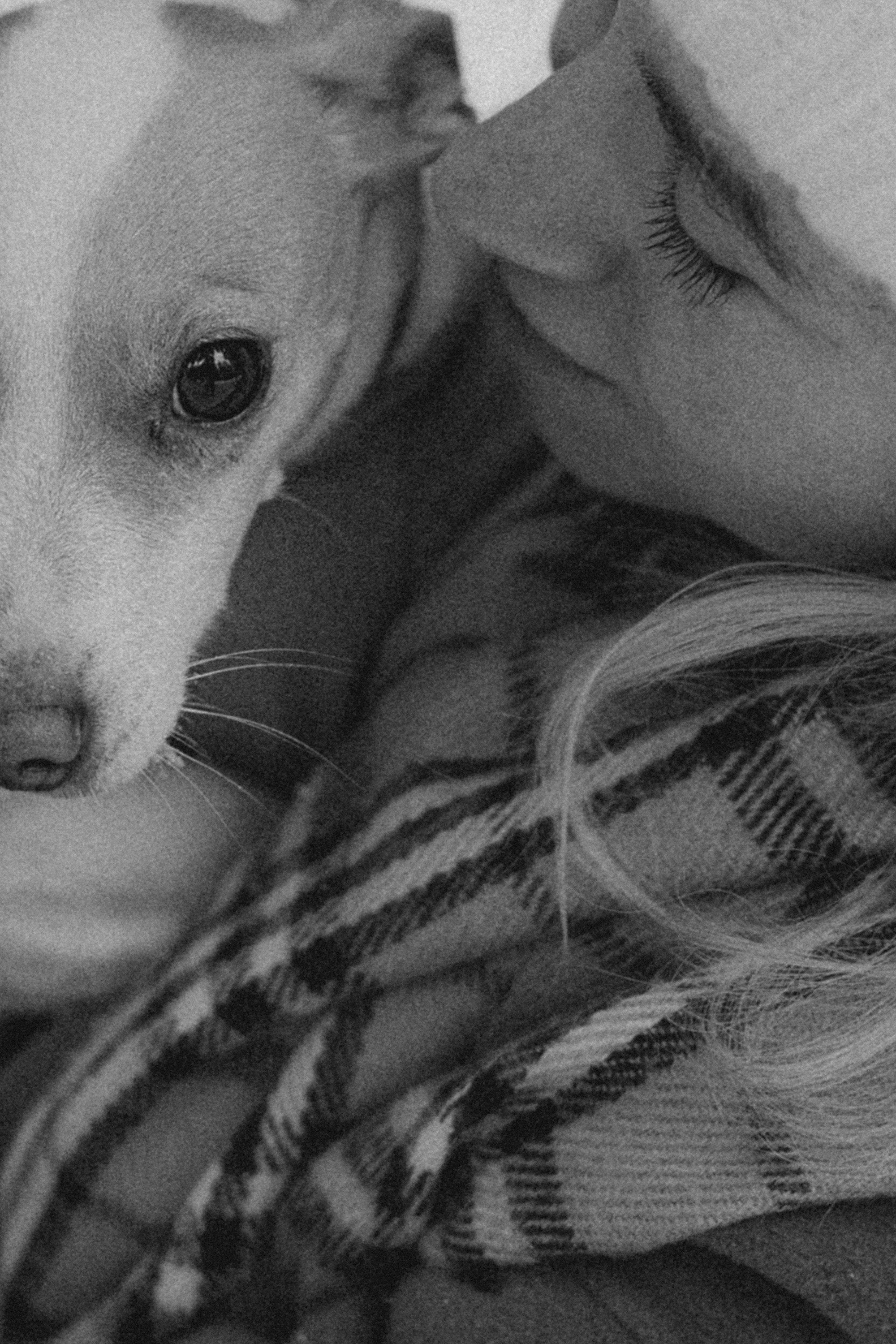 Алина, Ваниль и Элис. Фотограф анималист в Москве и Санкт-Петербурге Свиридова Анна