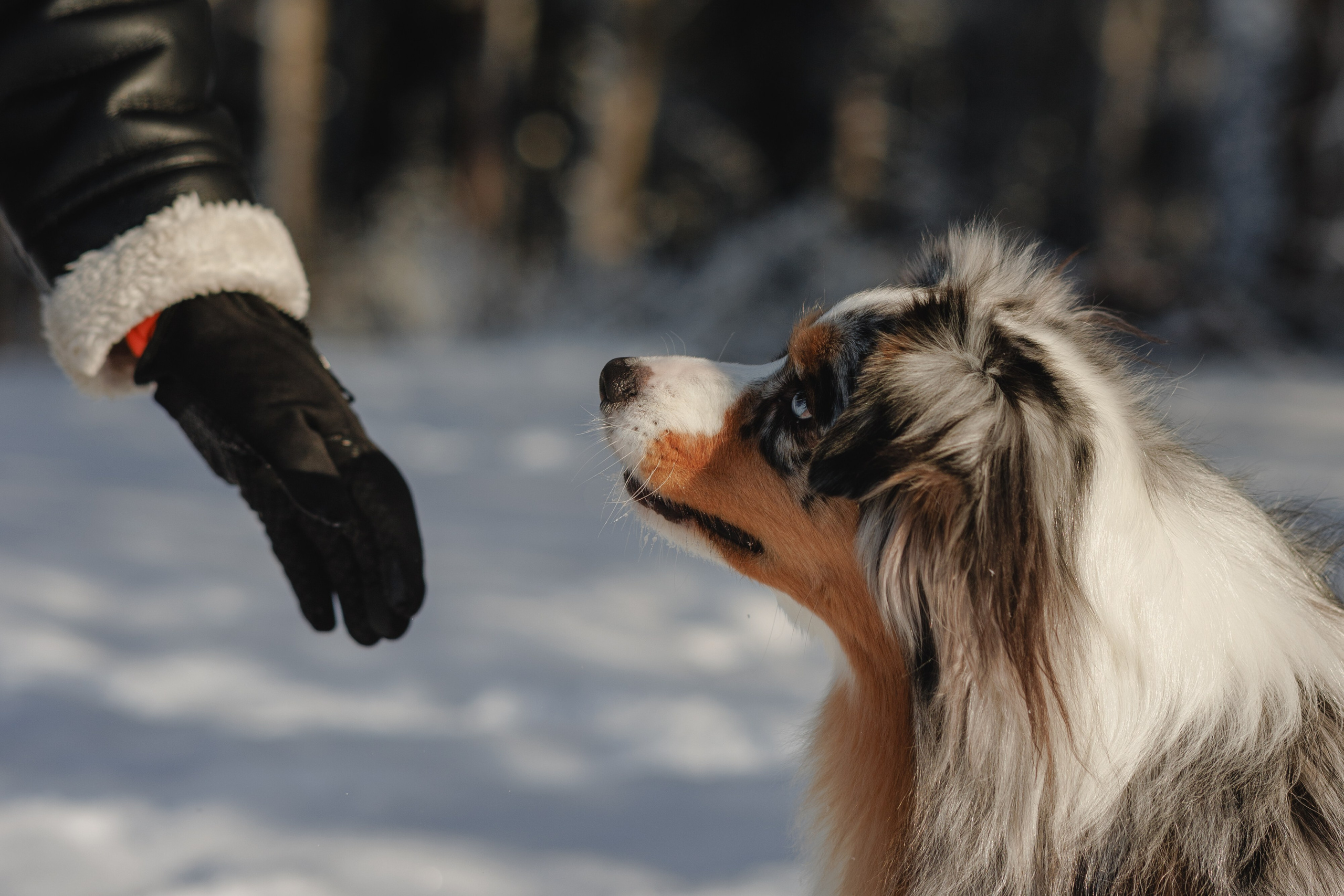 Константин и Локи. Фотограф в Санкт-Петербурге Алёна Губинская