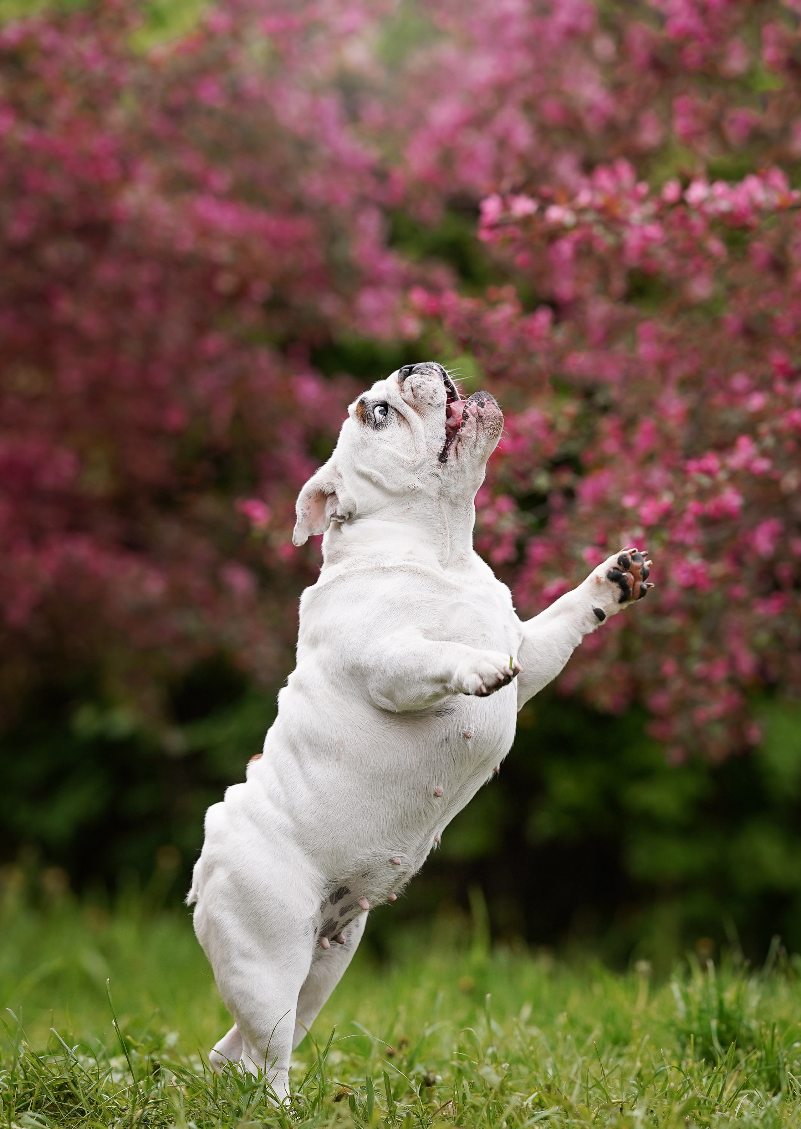 Фасолька в саду. Фотограф-анималист в Санкт-Петербурге Яна Мартынова
