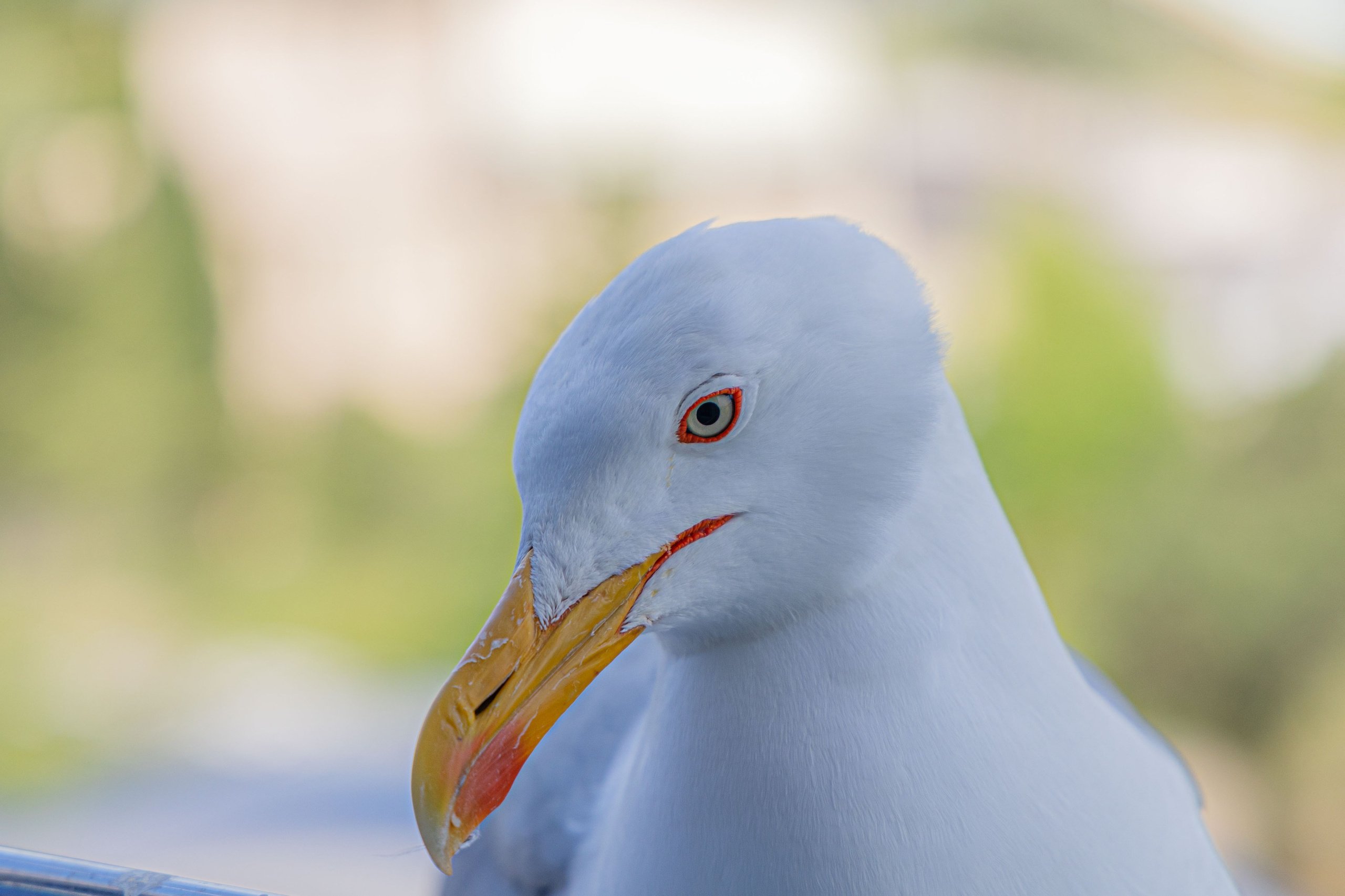 Фотограф Татьяна Марсуверских г. Жуковский, Москва и Мо. Репортажные съёмки, фотосессии,  фотограф анималист, фотосъёмка животных. Фотограф для маркетплейсов, фотоуслуги в Жуковском Татьяна Марсуверских