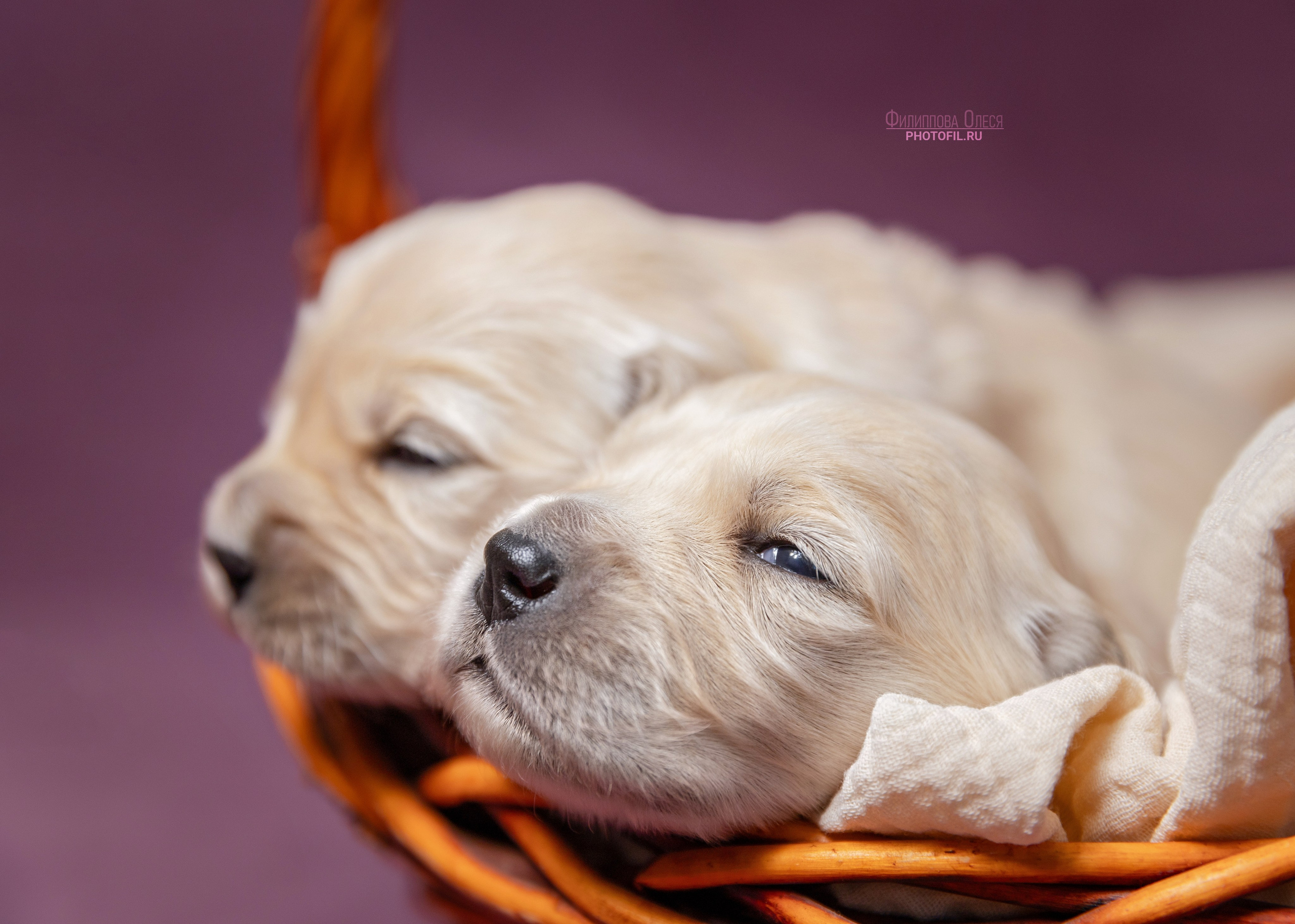 Нежные фото щенков Золотистого ретривера для питомника Aldis Zheneris. Главная