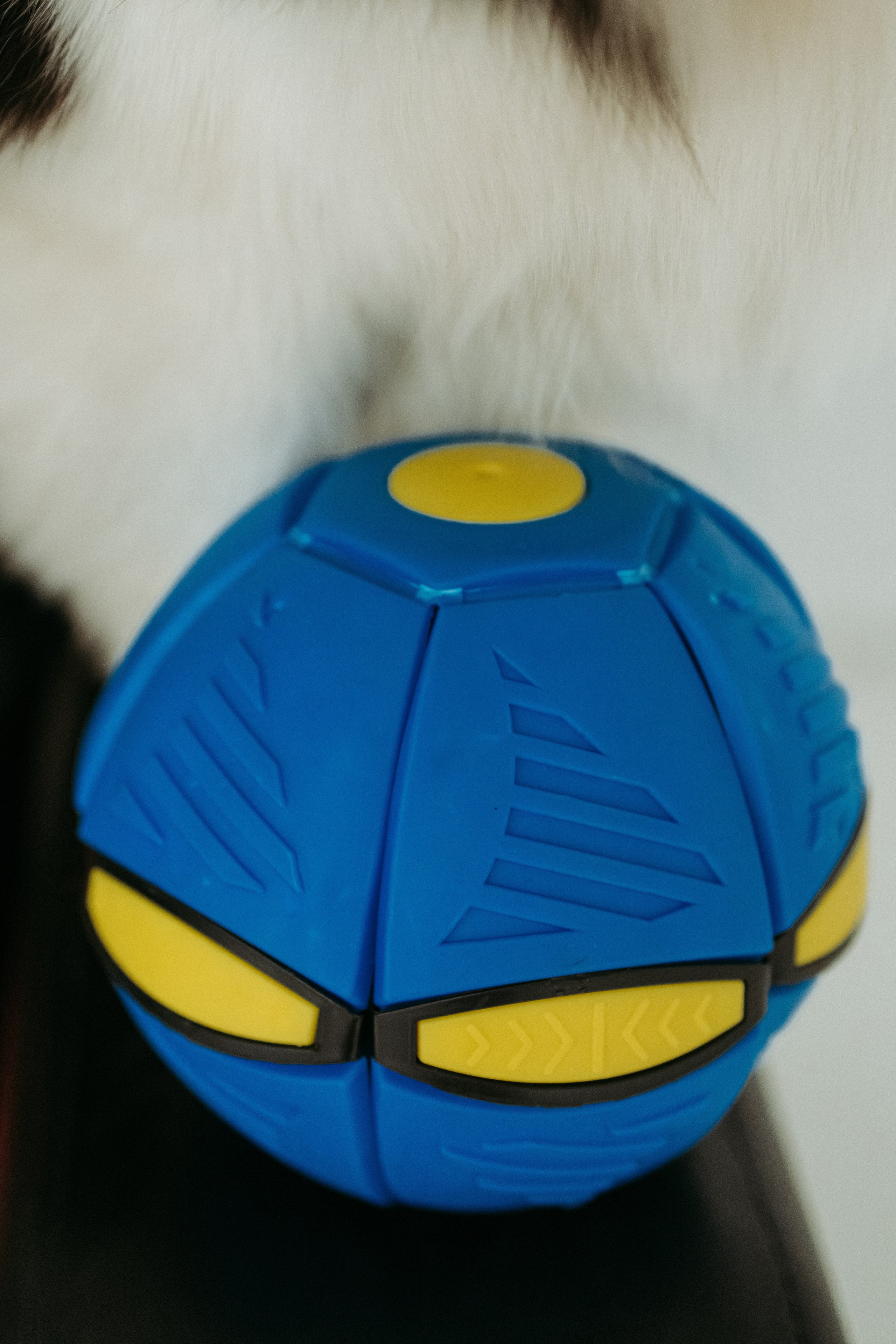 Мячи-попрыгуны. Фотораф — анималист Мария Шистка