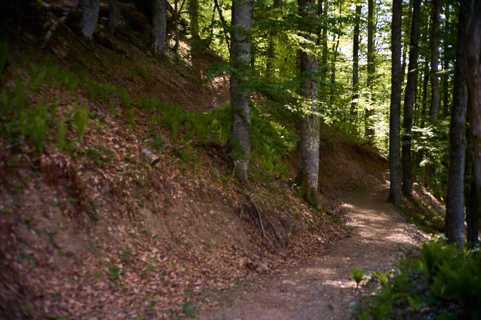 Красная Поляна, апрель 2024. Фотограф, Римма Невинская