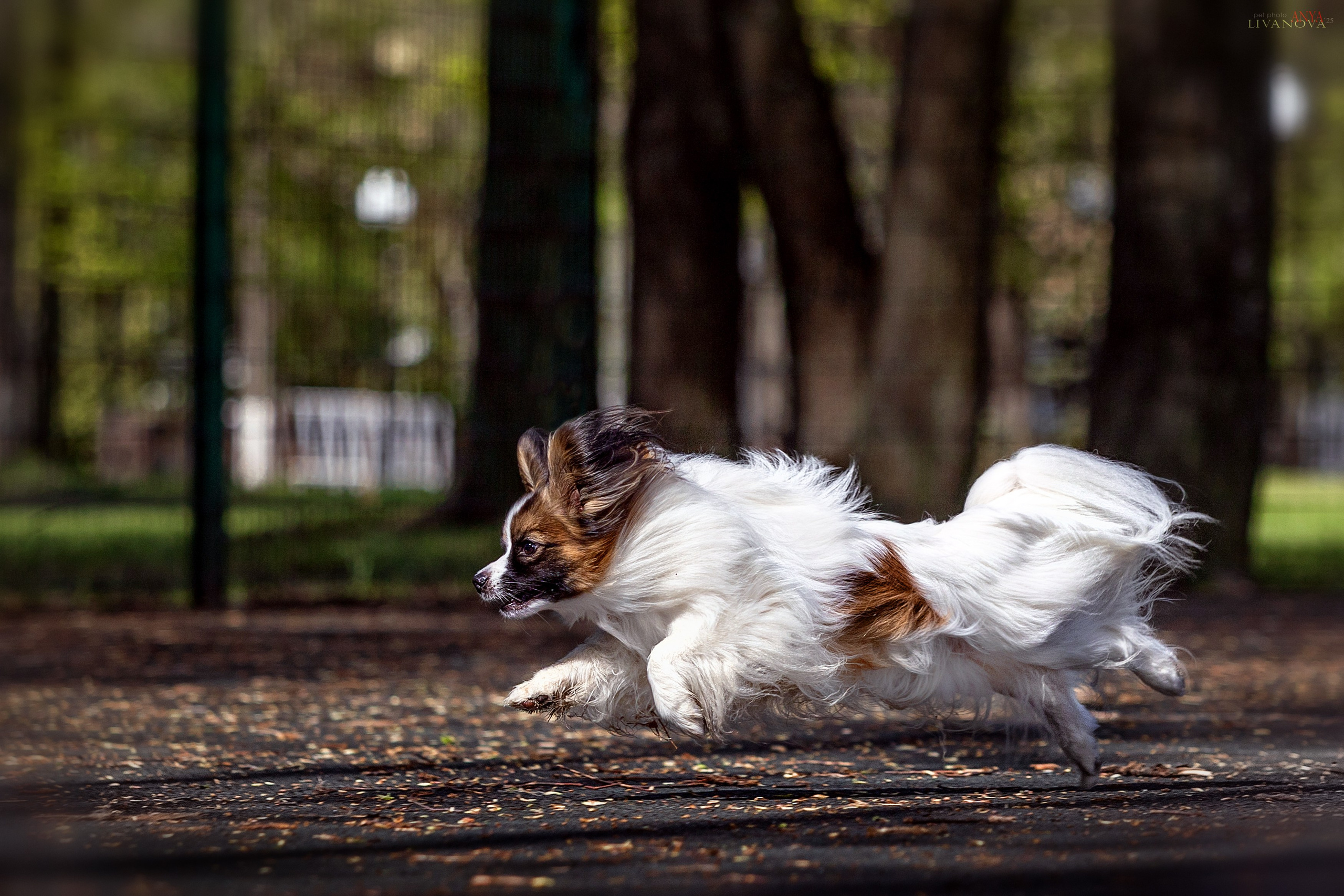 Хьюстон. Фотограф анималист Аня Ливанова | Рыбинск