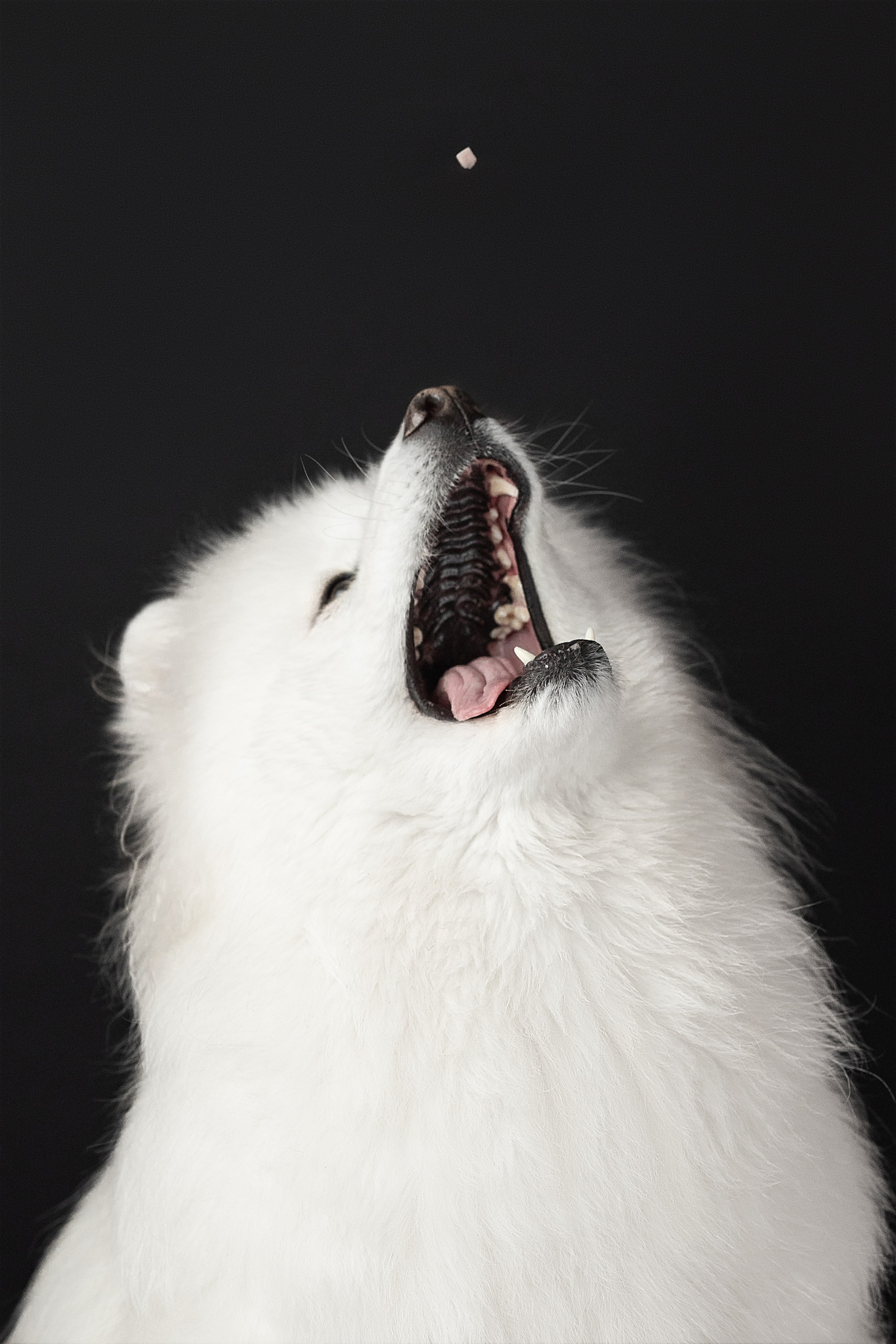 Студия, летающие вкусняшки. Фотограф анималист в Москве Майорова Евгения