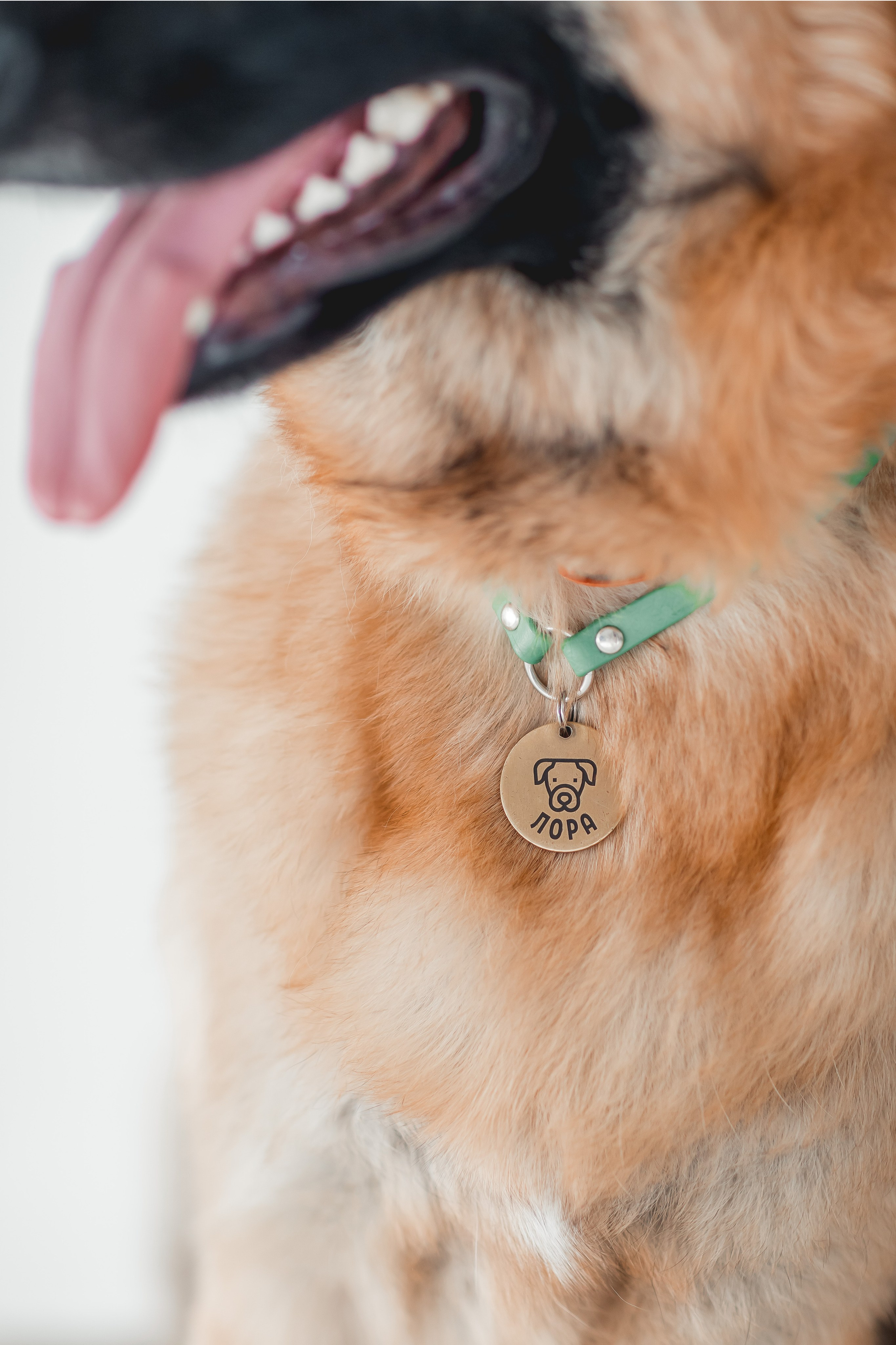 Игорь и Лора. Семейный фотограф анималист Мария Крючкова