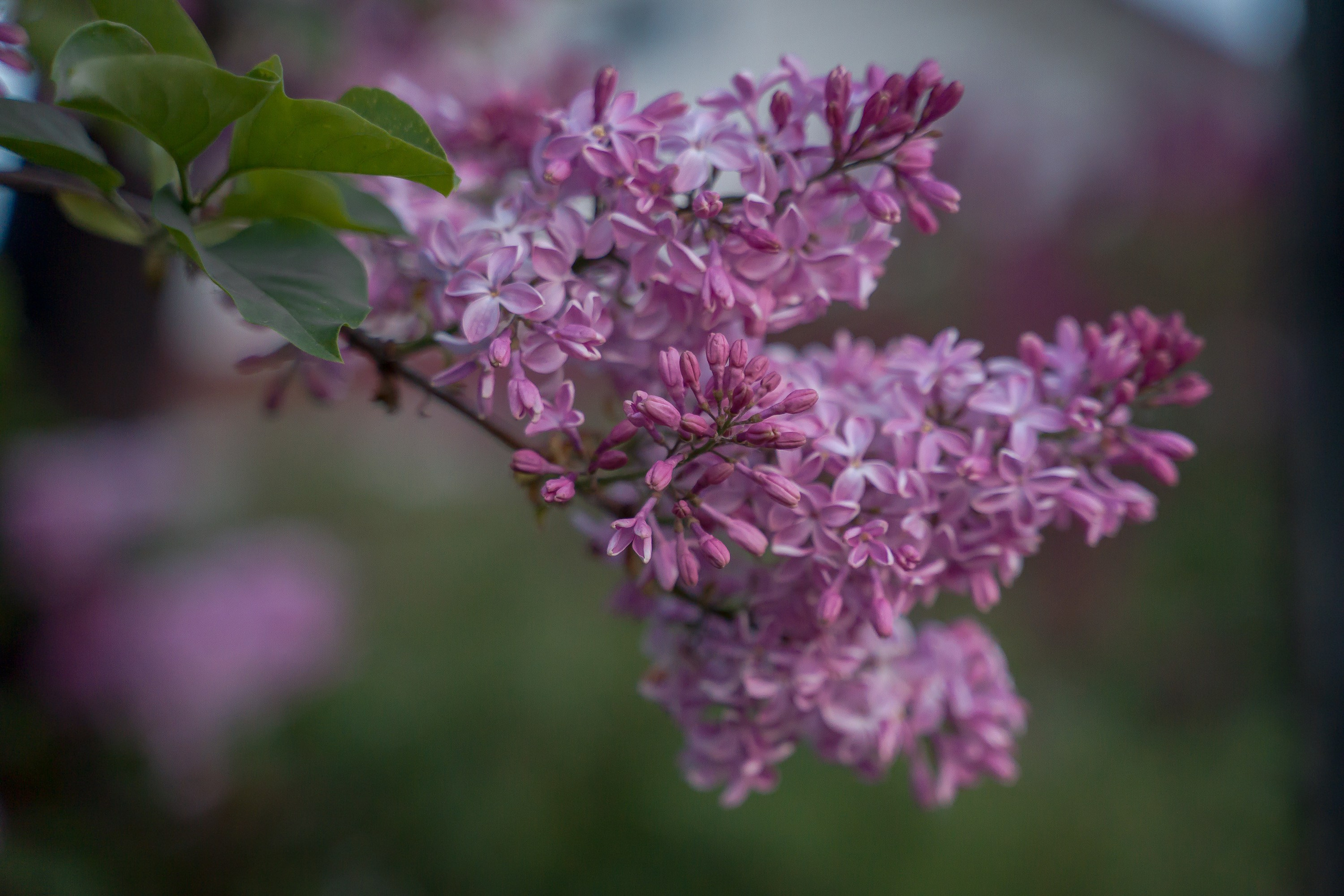 Ботаника. Контент-фотограф в Нижнем Новгороде Антошина Ольга