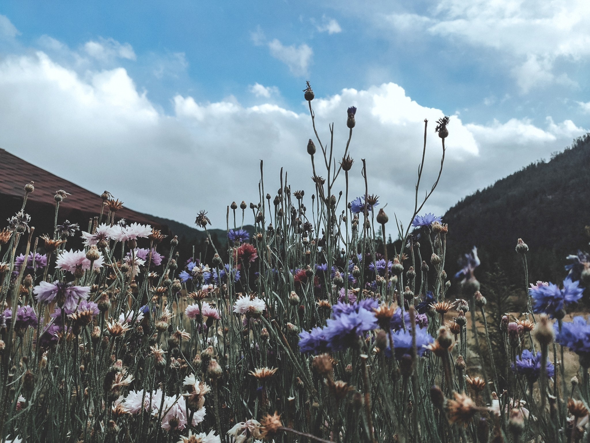 Алтай (мобилография). Фотограф в Москве, в Самаре Инна Мамонова