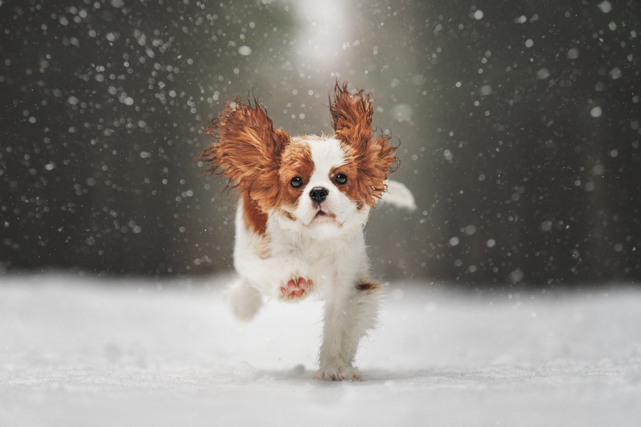 Бастер и Голди. Фотограф анималист Осипчикова Мария