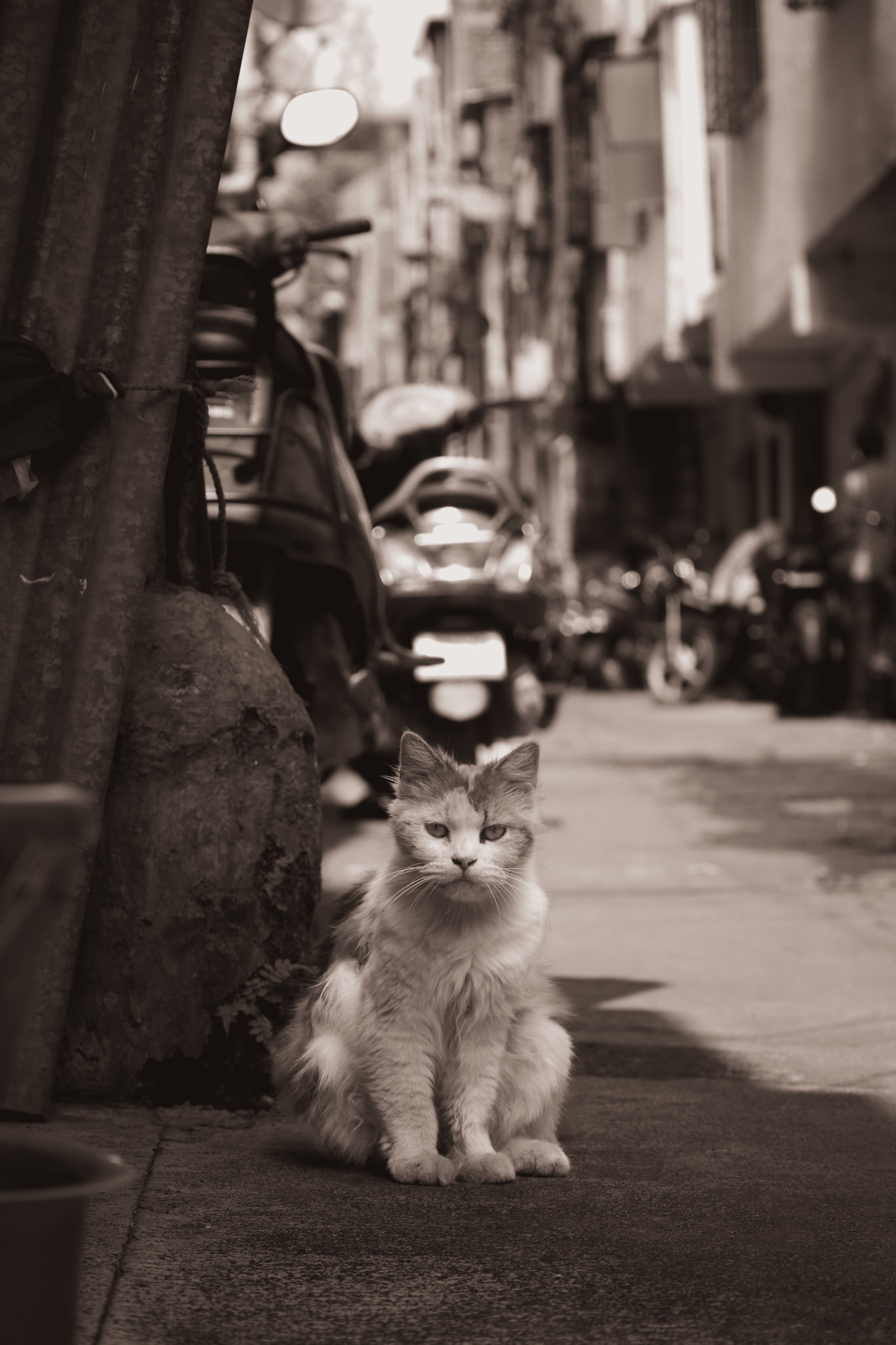 India. Фотограф в Москве