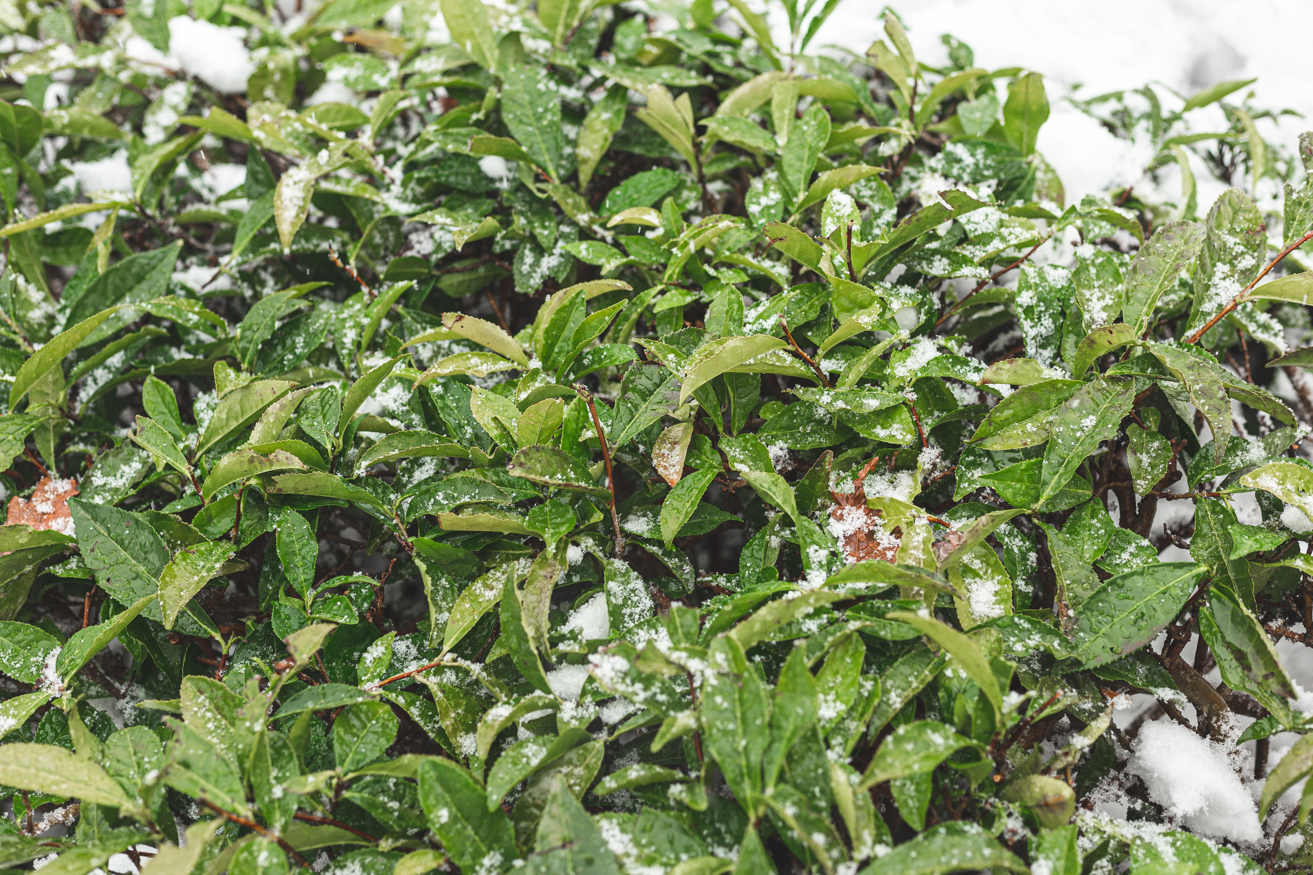 Анна. Чайные плантации. Портретный фотограф Санкт-Петербург