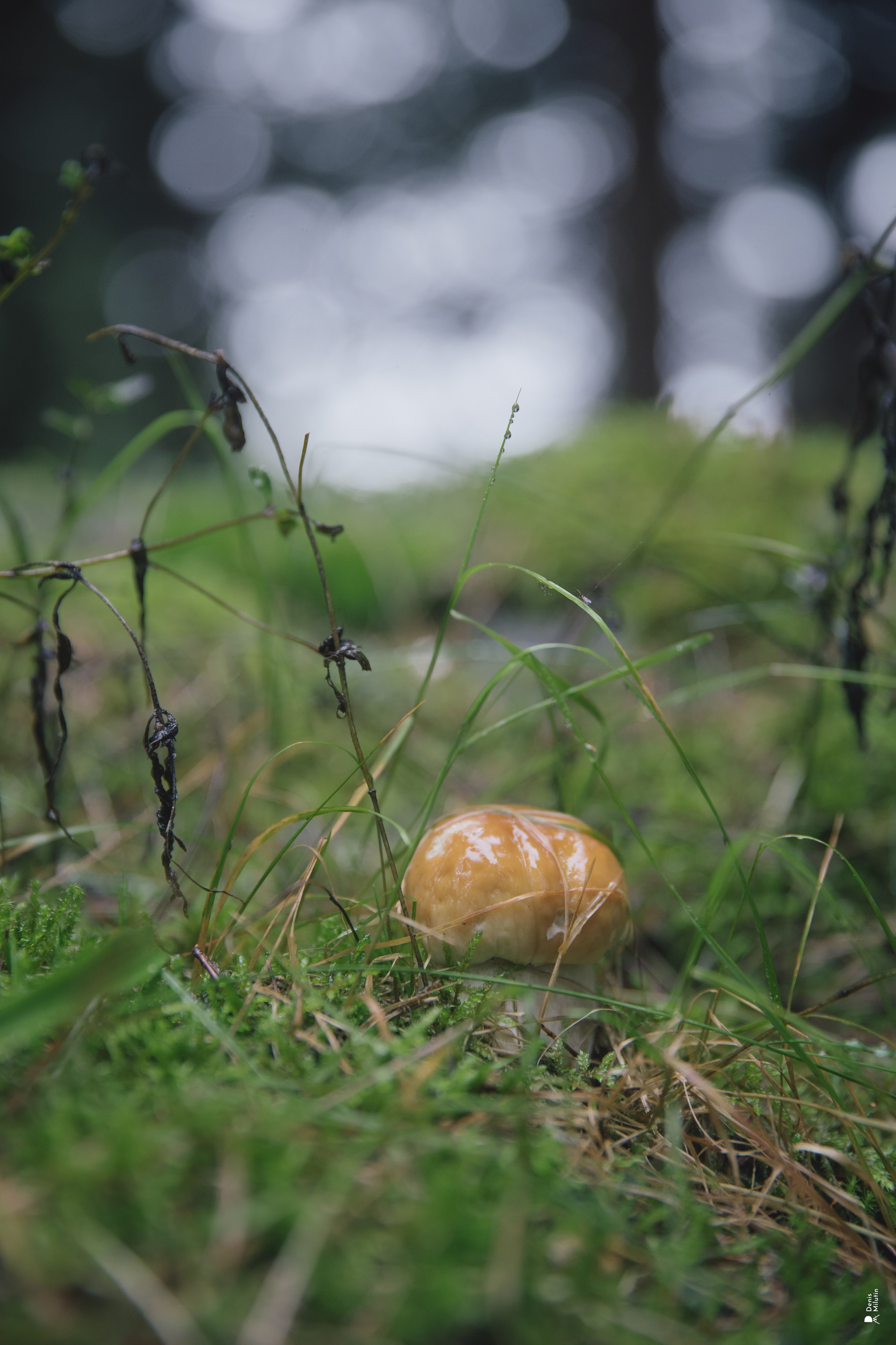 Женский Митрофаниевский скит Важеозерского мужского монастыря. Портретный фотограф Денис Милютин