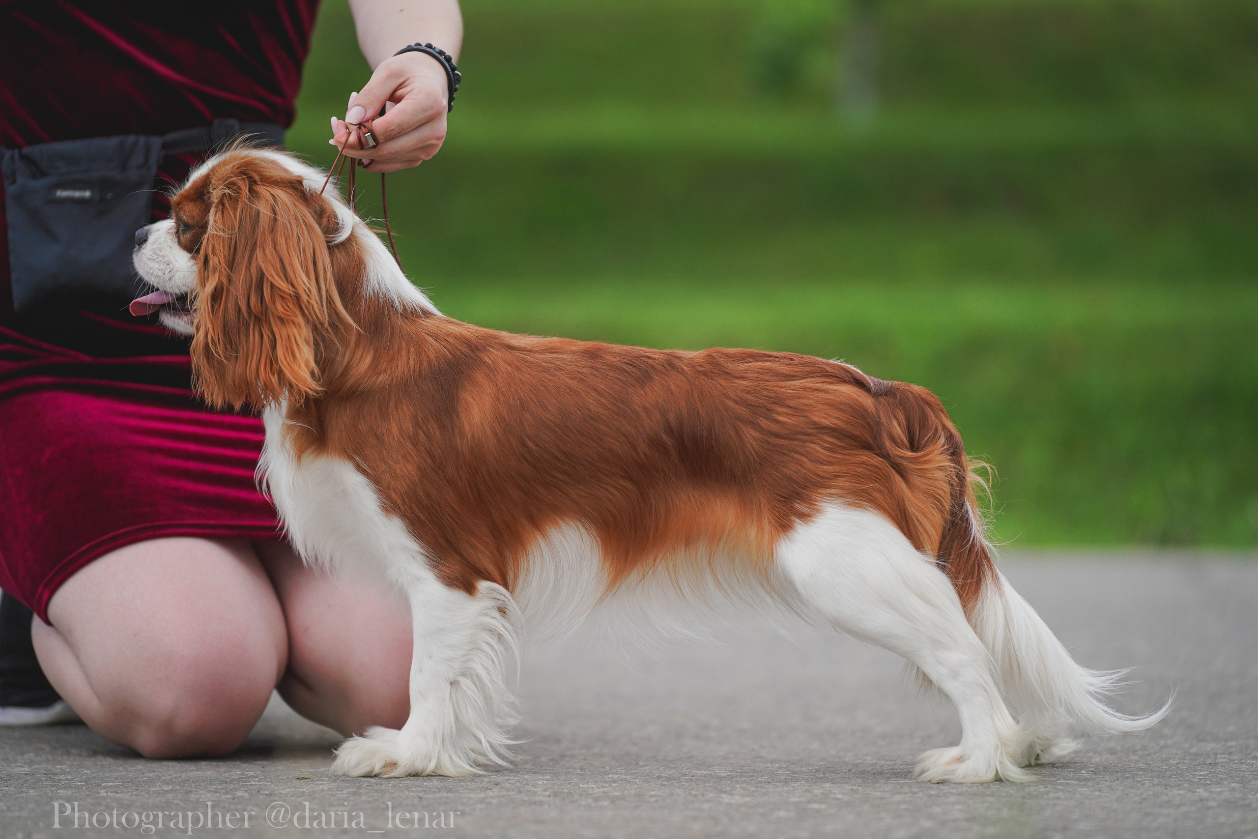 Выставки собак. Фотограф в Москве Ленарская Дарья