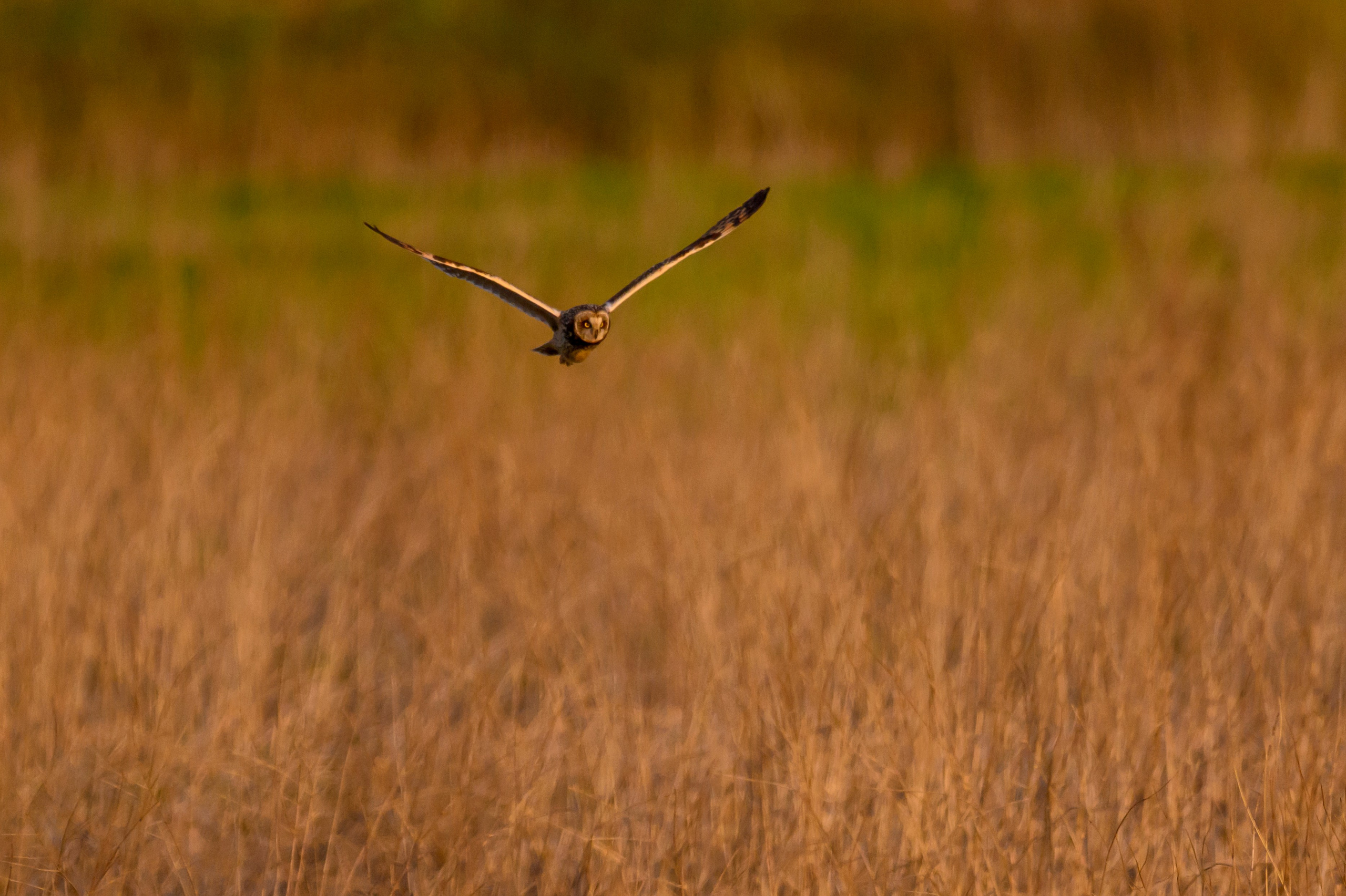 Болотные совы и лунь. Wildlife photography by Sergey Puponin