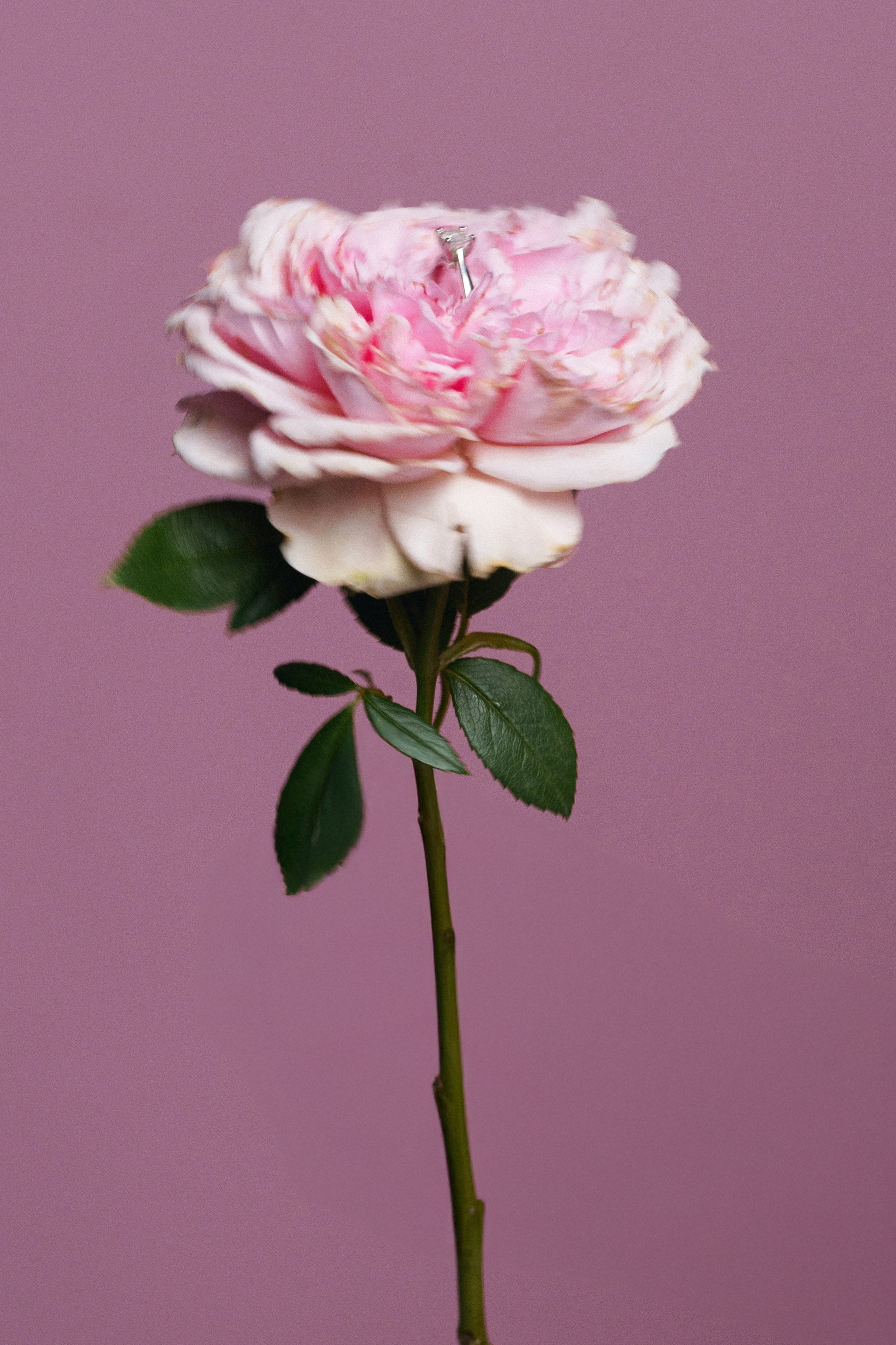 Свадебный фотограф в Ростовe-на-Дону Анастасия Прутова