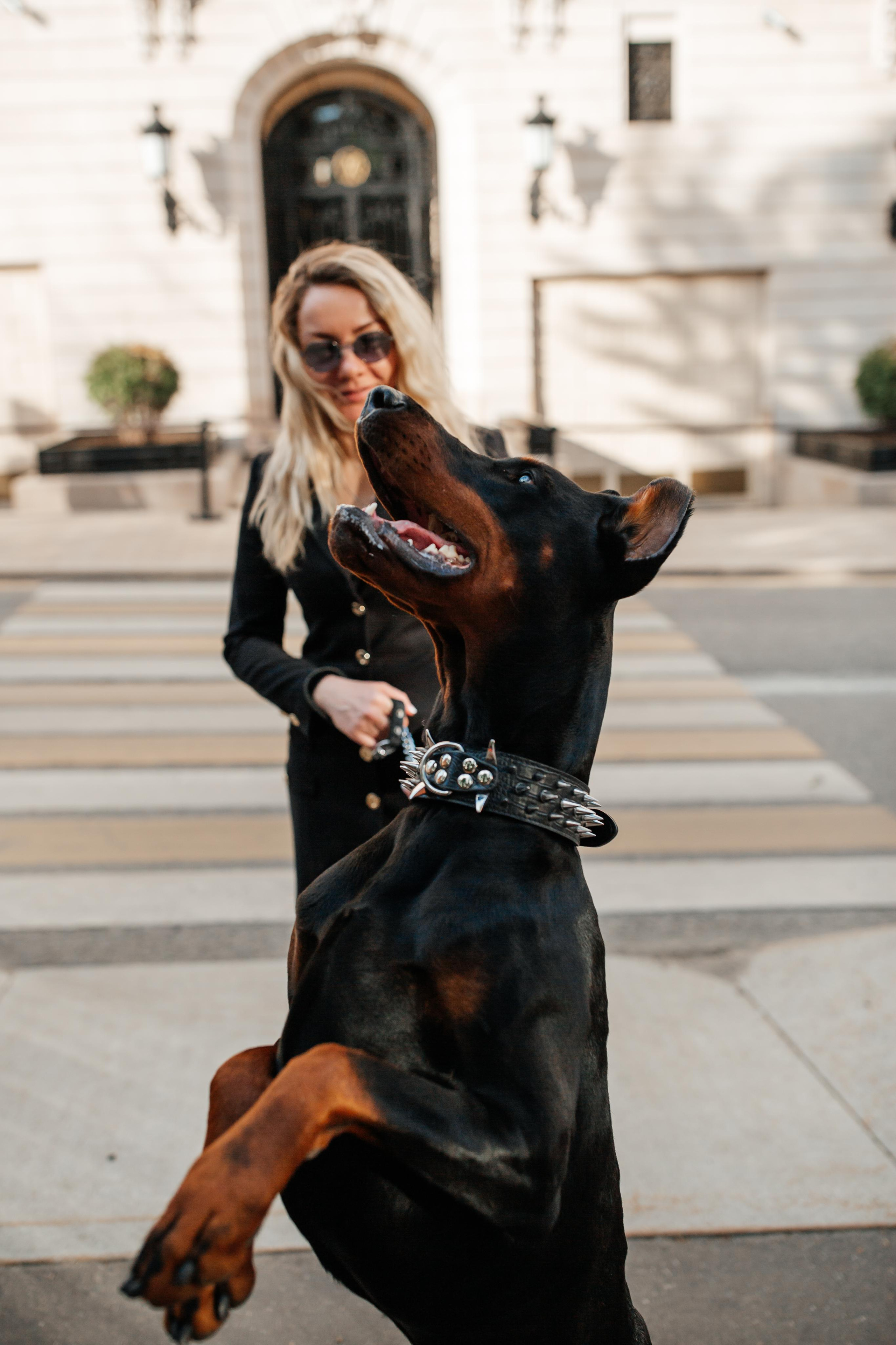 Фото дни с Доберманом. Свадебный фотограф в Москве и Твери