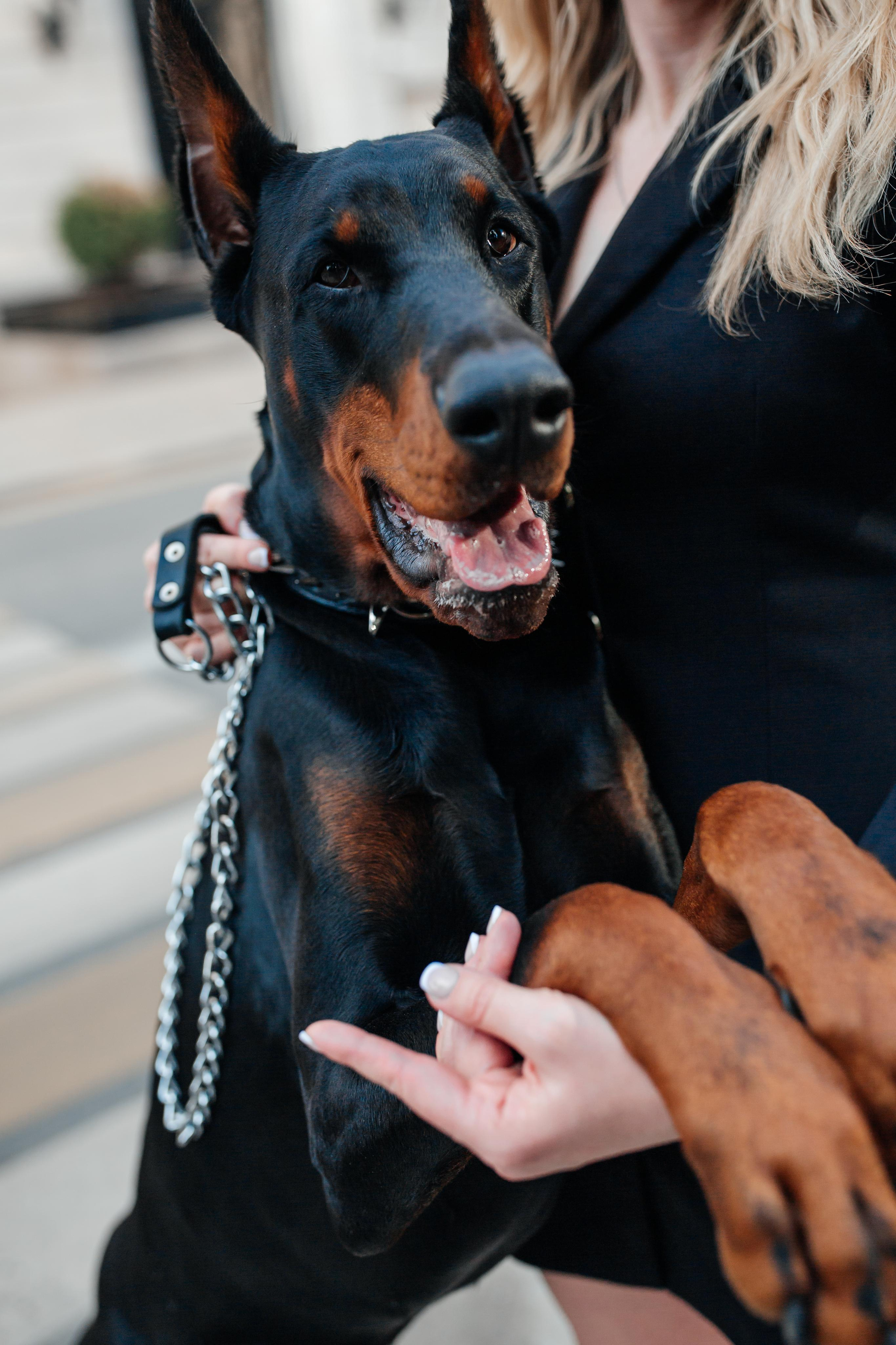 Фото дни с Доберманом. Свадебный фотограф в Москве и Твери