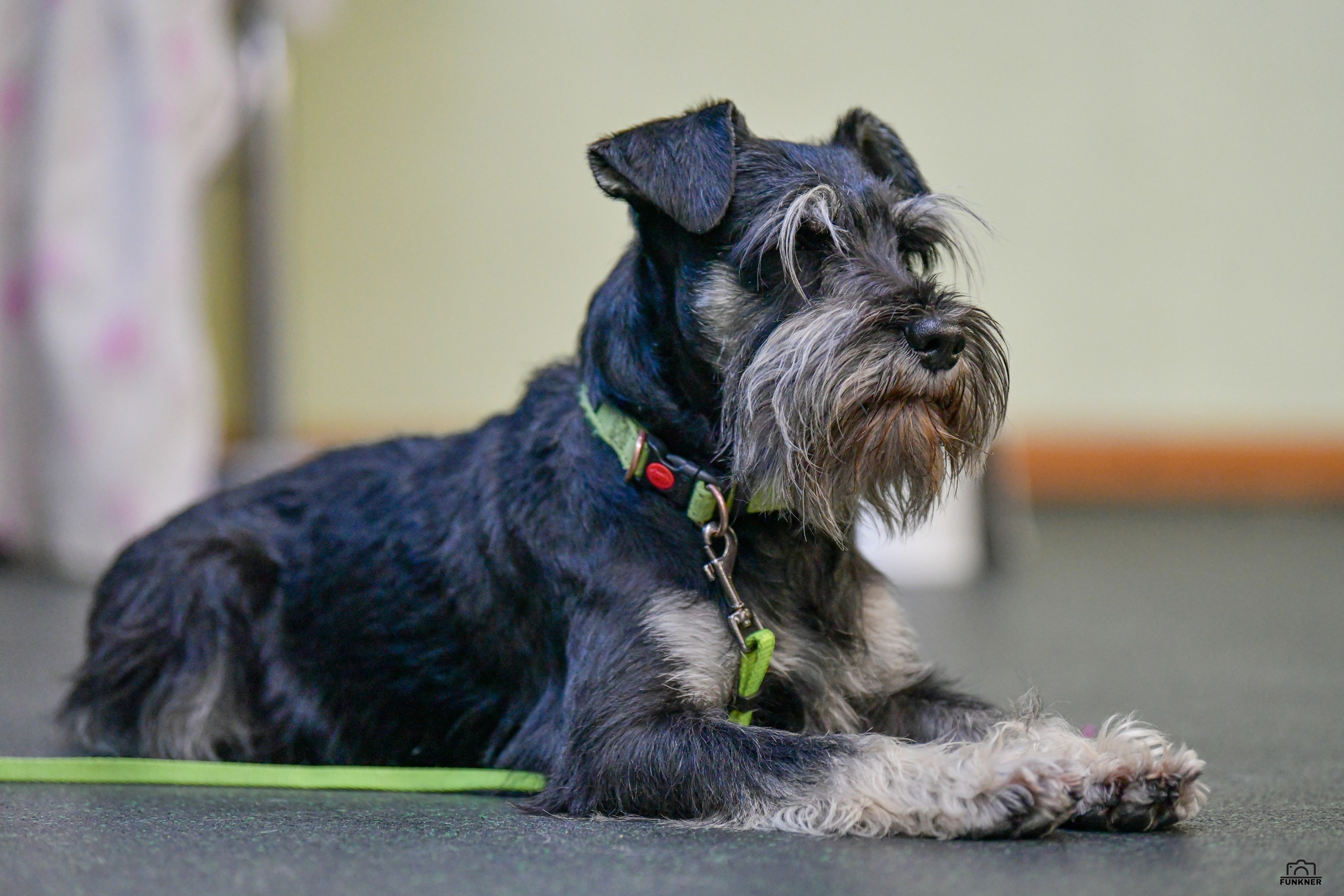 Кинологический клуб «Бодрый хвост». Свой взгляд через объектив